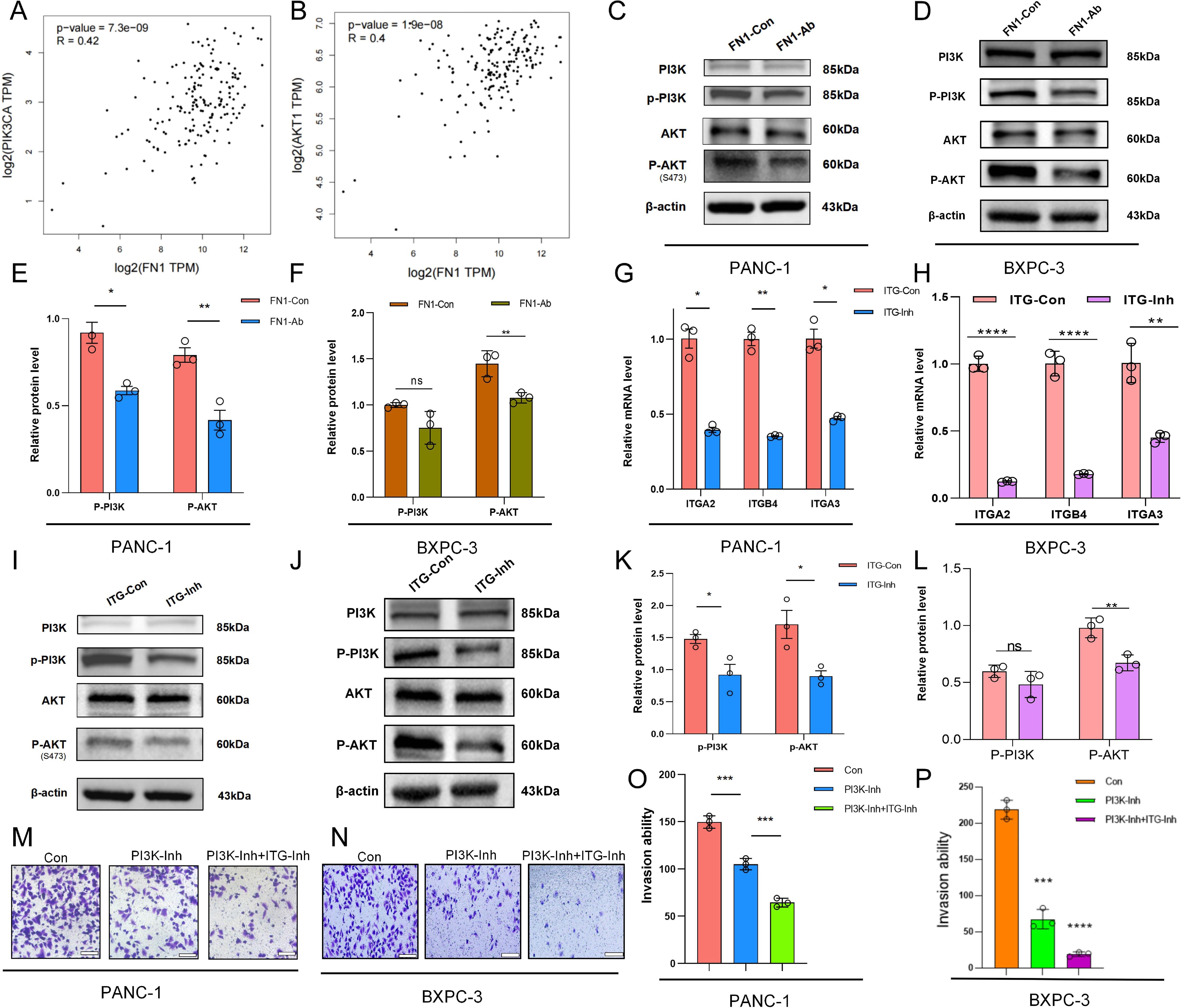 This image consists of multiple panels showing scatter plots, bar graphs, Western blot analyses, and invasion assay results. Panels A and B display scatter plots correlating PIK3CA and AKT expression with FN1. Panels C, D, I, and J show Western blot results for PI3K, p-PI3K, AKT, and p-AKT levels under different conditions. Panels E, F, G, H, K, and L are bar graphs illustrating relative protein and mRNA levels in PANC-1 and BxPC-3 cells. Panels M and N present invasion assay images with different treatments. Panels O and P display bar graphs quantifying invasion ability. Statistical significance is indicated with asterisks.