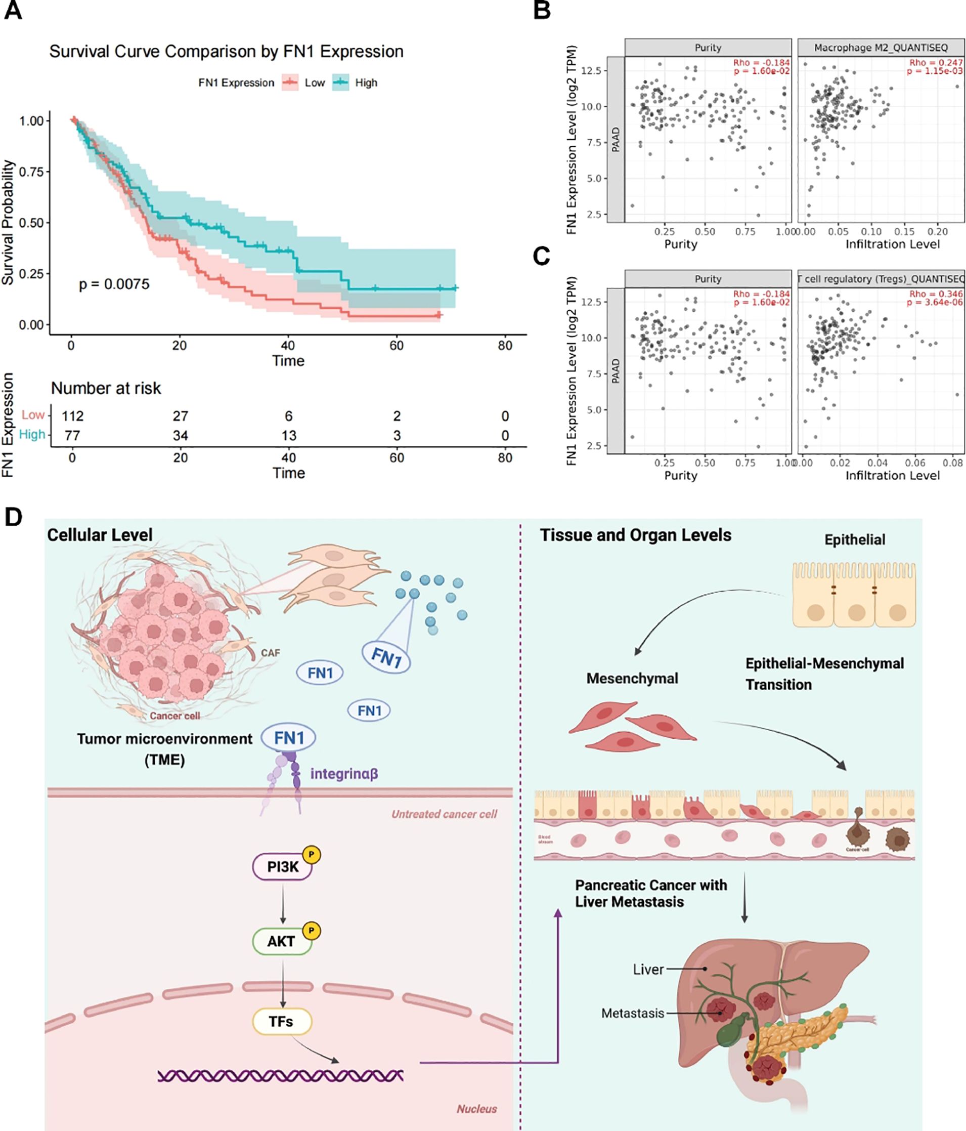 Panel A shows a survival curve comparing FN1 expression with a lower survival probability for high expression, p = 0.0075. Panels B and C present scatter plots of FN1 expression relating to purity and infiltration levels, with significant rho values for Macrophage M2 and Treg cells. Panel D illustrates FN1's role at cellular and tissue levels, showing its involvement in the tumor microenvironment, epithelial-mesenchymal transition, and pancreatic cancer with liver metastasis.