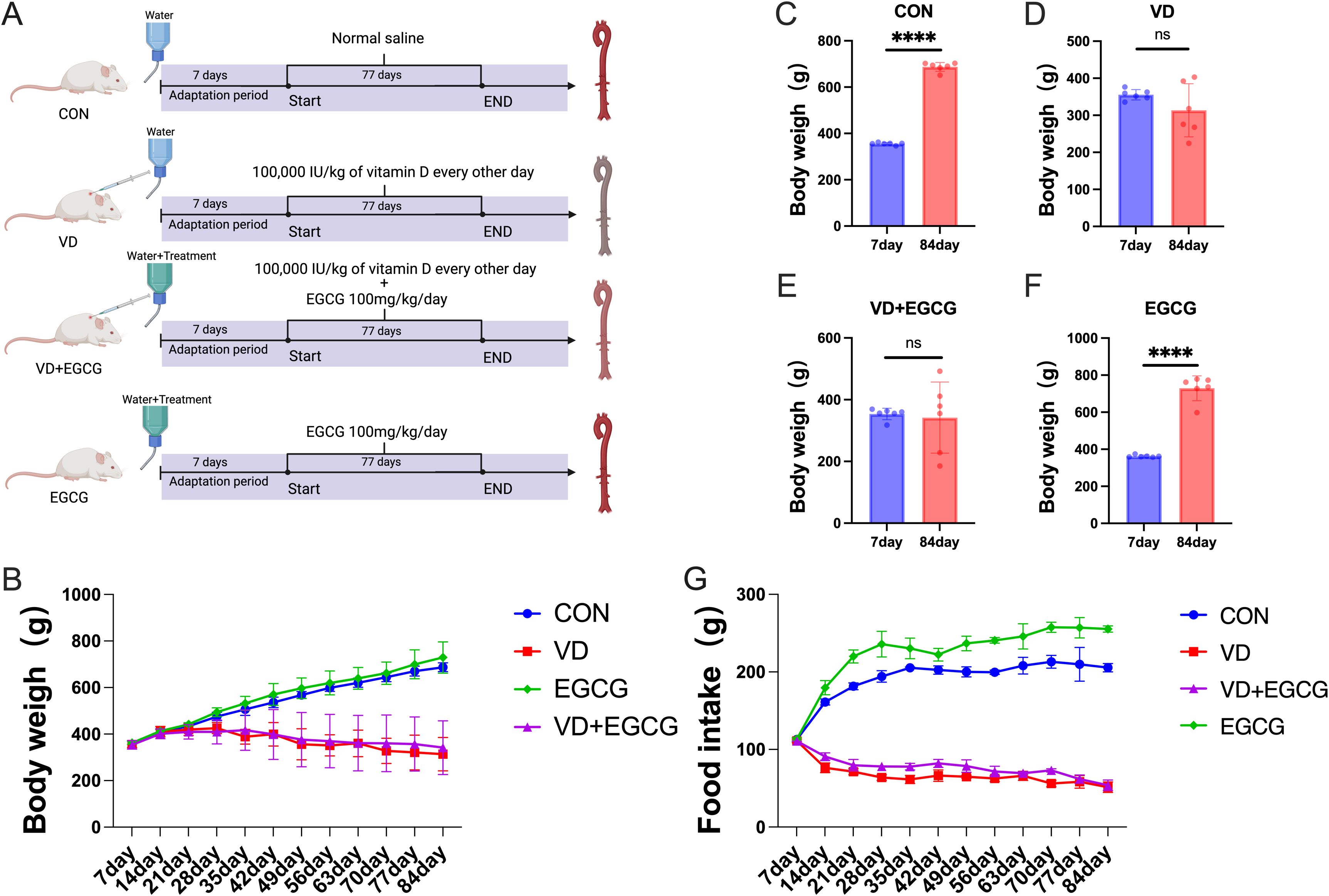 Schematic and graphs illustrating the effects of different treatments on body weight and food intake in rats. Panel A shows four treatment setups: control (CON) with saline, vitamin D (VD) administration, VD with EGCG, and only EGCG. Panel B displays a line graph tracking body weight over time for each treatment group. Panels C through F show bar graphs comparing body weight changes from day seven to day eighty-four for each treatment. Panel G presents a line graph of food intake over the same period, with treatments color-coded for comparison. Significant differences are noted with asterisks.