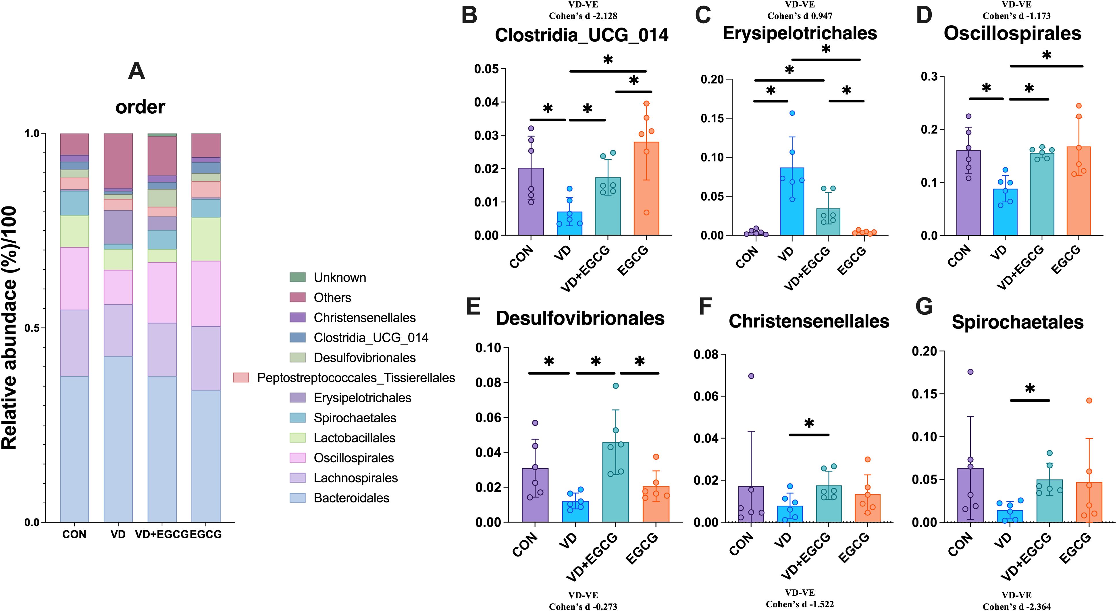 Bar charts compare the relative abundance of bacterial orders across four groups: CON, VD, VD+EGCG, and EGCG. Chart A shows a stacked bar of multiple orders. Charts B to G display individual orders: Clostridia_UCG_014, Erysipelotrichales, Oscillospirales, Desulfovibrionales, Christensenellales, and Spirochaetales. Statistically significant differences are marked by asterisks.