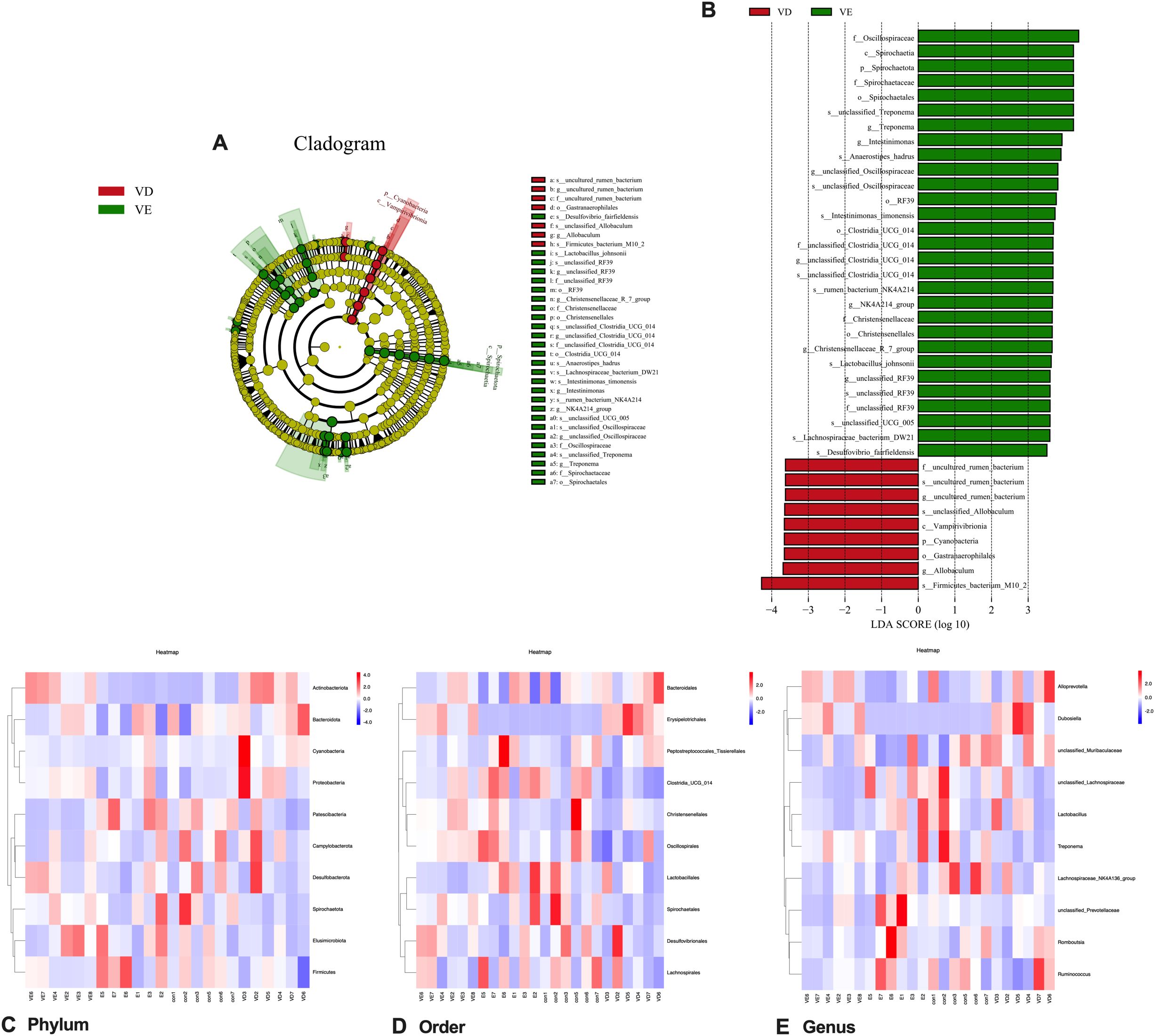 Composite image showing microbiome data. Panel A is a cladogram displaying phylogenetic relationships, with VD in red and VE in green. Panel B is a bar chart showing LDA scores of microbial taxa, with positive and negative associations in VE and VD. Panels C, D, and E show heatmaps at the phylum, order, and genus levels, with color gradients indicating relative abundance, red being higher and blue lower.
