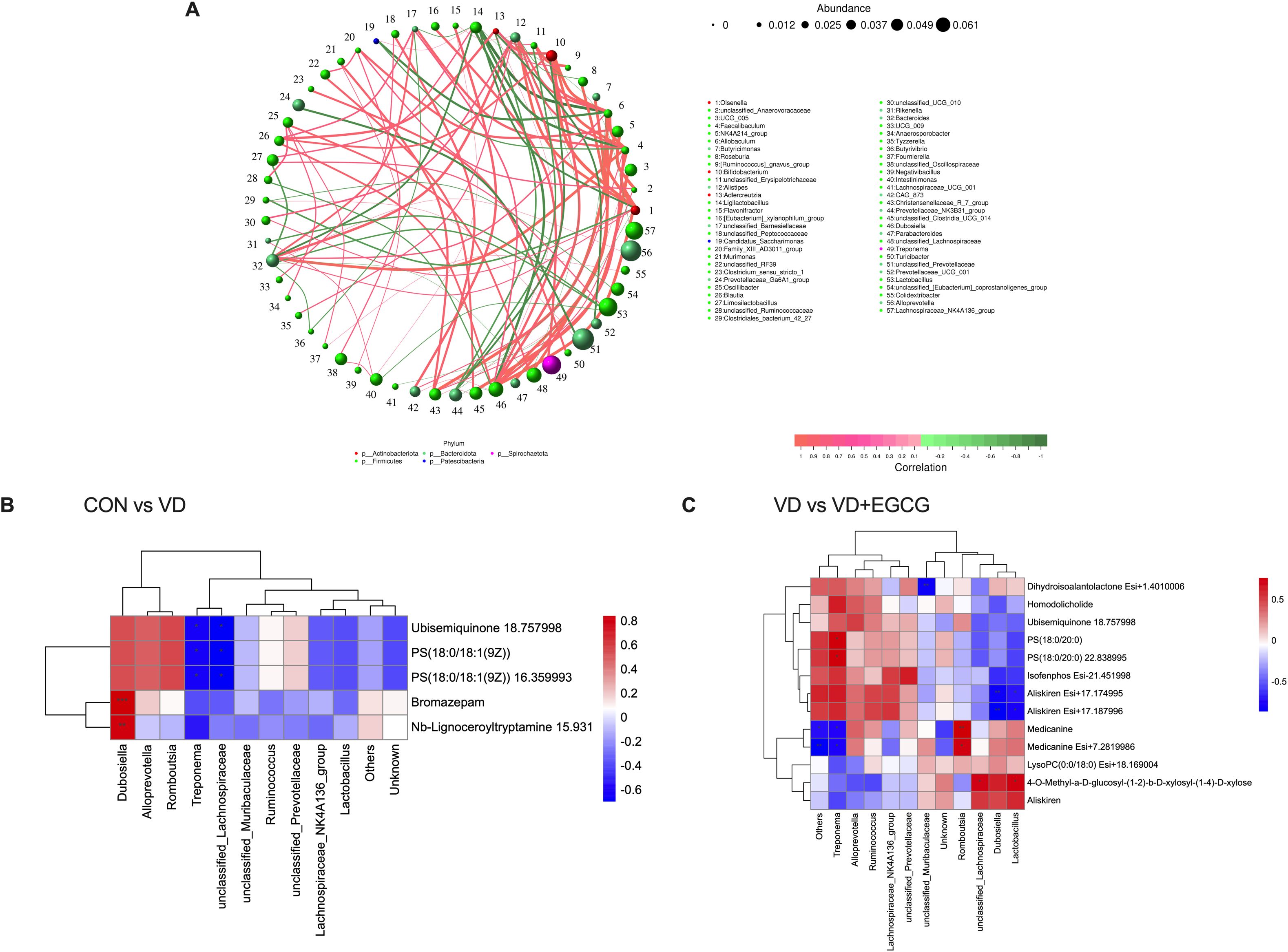 Diagram with three panels illustrating correlations and comparisons in microbiome and metabolic data. Panel A shows a circular network diagram with nodes and connecting lines, indicating correlations among various bacterial phyla represented by differently colored nodes and lines for positive and negative correlations. Panel B is a heatmap comparing control versus VD, showing clustering of microbial communities and compounds with varying intensities of red and blue. Panel C is a heatmap comparing VD versus VD plus EGCG, highlighting differences in compounds with color variations indicating positive and negative correlations. Color gradients and legends indicate abundance and correlation values.