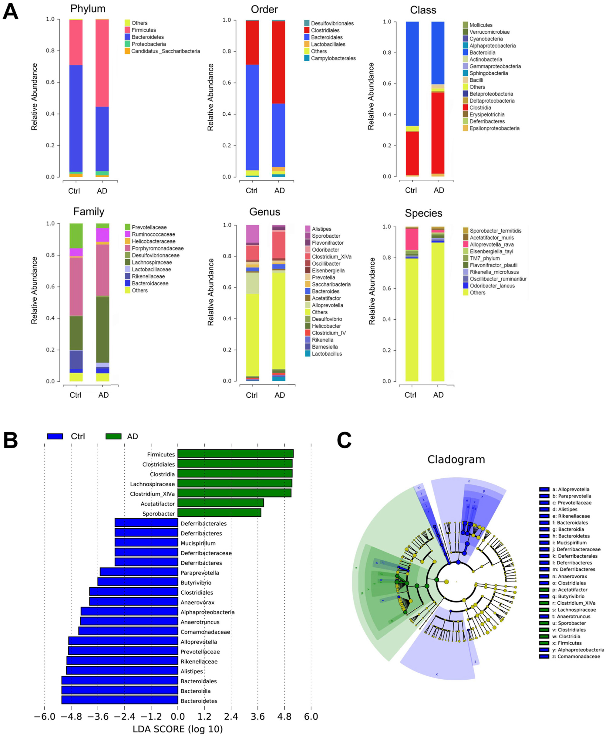 Three-part microbiome data analysis. Part A: Bar charts show relative abundances of various taxa at phylum, order, class, family, genus, and species levels for control (Ctrl) and Alzheimer's disease (AD) groups. Part B: Horizontal bar chart illustrates LDA scores distinguishing features in Ctrl (blue) and AD (green) groups. Part C: Cladogram represents phylogenetic relationships with highlighted taxa for Ctrl and AD.