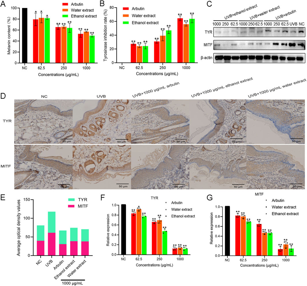 Graphs and images showing the effects of arbutin, water extract, and ethanol extract on melanin content, tyrosinase inhibition, and protein expression in skin cells. Panels A and B are bar graphs depicting melanin content and tyrosinase inhibition across different concentrations. Panel C shows a western blot analysis for TYR, MITF, and β-actin. Panel D contains microscopic images of skin tissue at different treatment conditions. Panel E presents a bar graph of average optical density values for TYR and MITF. Panels F and G display bar graphs of relative expression for TYR and MITF at various concentrations.