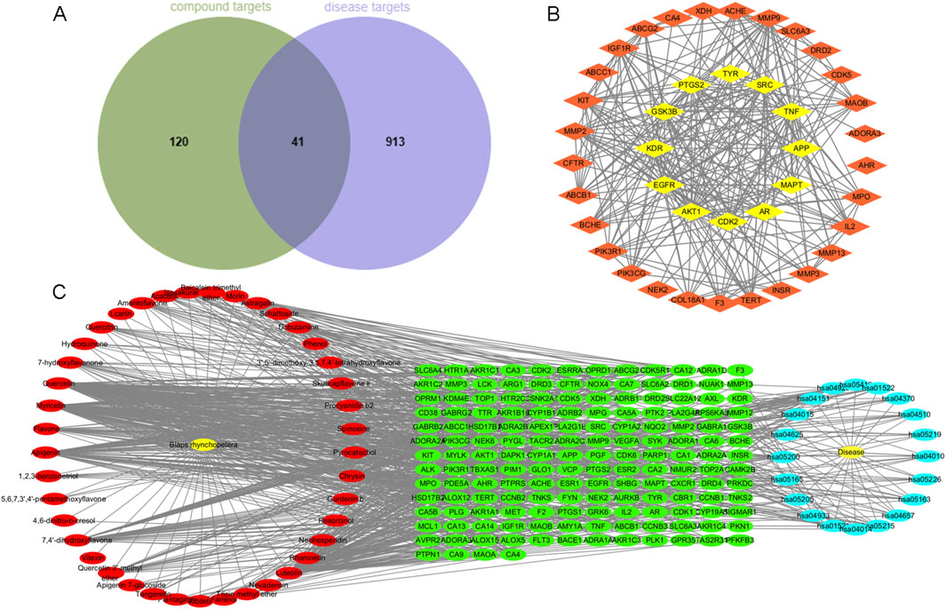 Panel A shows a Venn diagram with green and purple circles representing compound and disease targets, respectively, with 120, 913, and 41 in the overlapping area. Panel B features a network diagram with interconnected orange and yellow nodes representing various targets and interactions. Panel C displays a complex network, with red, green, and blue nodes connected, representing relationships among compounds, targets, and diseases.