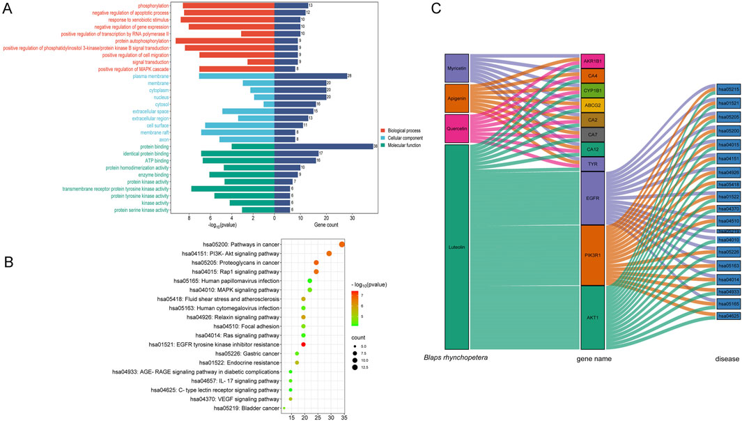 A composite image with three parts: A) A bar chart showing gene count related to biological processes, cellular components, and molecular functions, with categories like phosphorylation and protein binding. B) A dot plot illustrating pathways in cancer, indicating significance with colors and sizes of dots. C) A Sankey diagram mapping relationships between compounds, genes, and diseases, featuring Myricetin, Apigenin, Quercetin, and Luteolin connected to gene names and disease pathways.