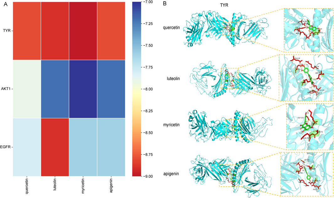 Panel A shows a heatmap comparing the binding affinities of quercetin, luteolin, myricetin, and apigenin with TYR, AKT1, and EGFR. Panel B displays 3D molecular structures for TYR interactions with quercetin, luteolin, myricetin, and apigenin. Insets highlight detailed binding sites with residues and distances marked. A color bar indicates binding affinity values ranging from negative seven to negative nine.