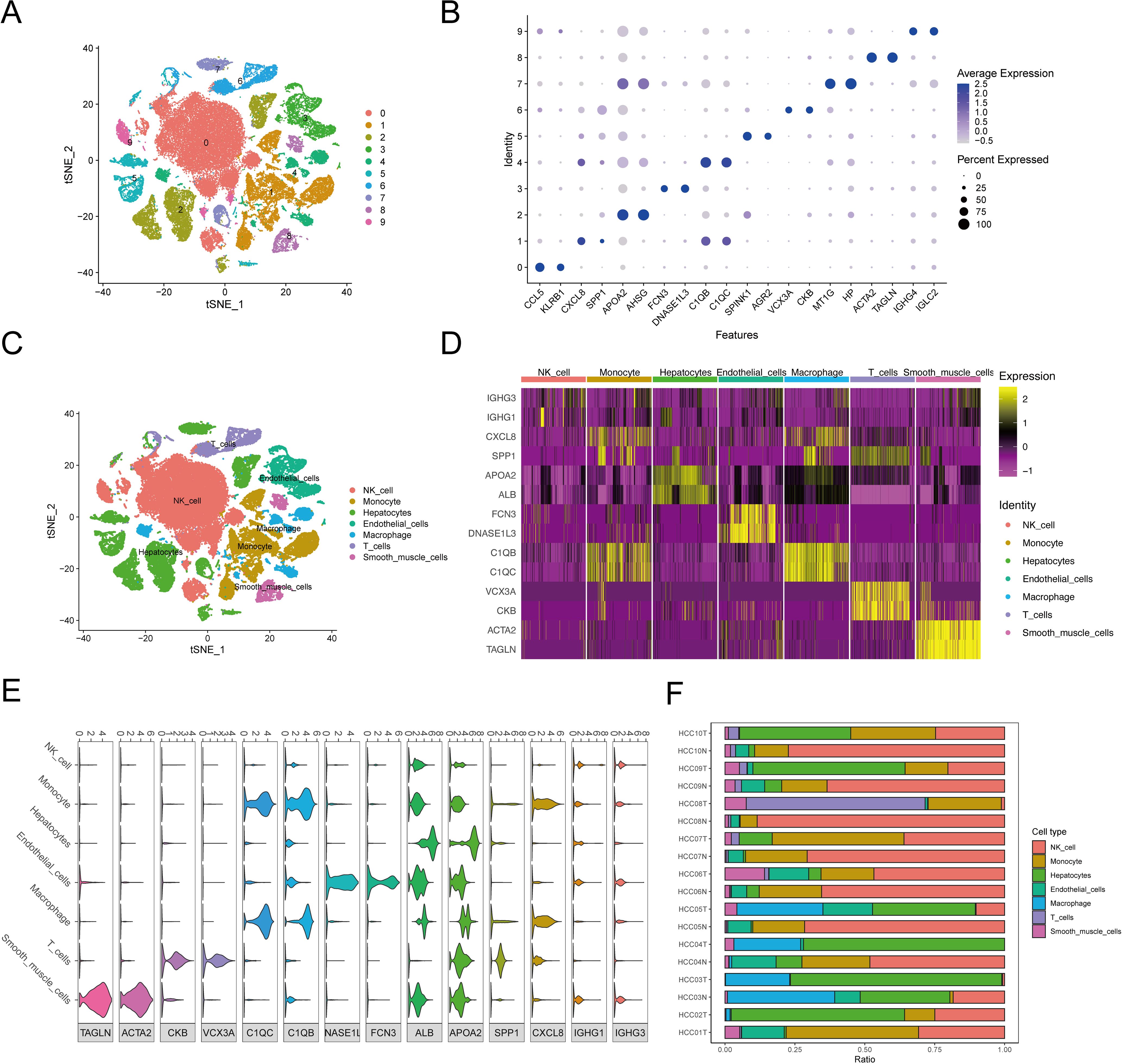 Panel A displays a t-SNE plot showing clusters of different cell types. Panel B is a dot plot illustrating gene expression and percentage across features. Panel C is a t-SNE plot with annotated cell types. Panel D features a heatmap of gene expression levels across cell types. Panel E presents violin plots detailing gene expression for specific cell types. Panel F shows a bar chart representing cell type distribution in various samples.