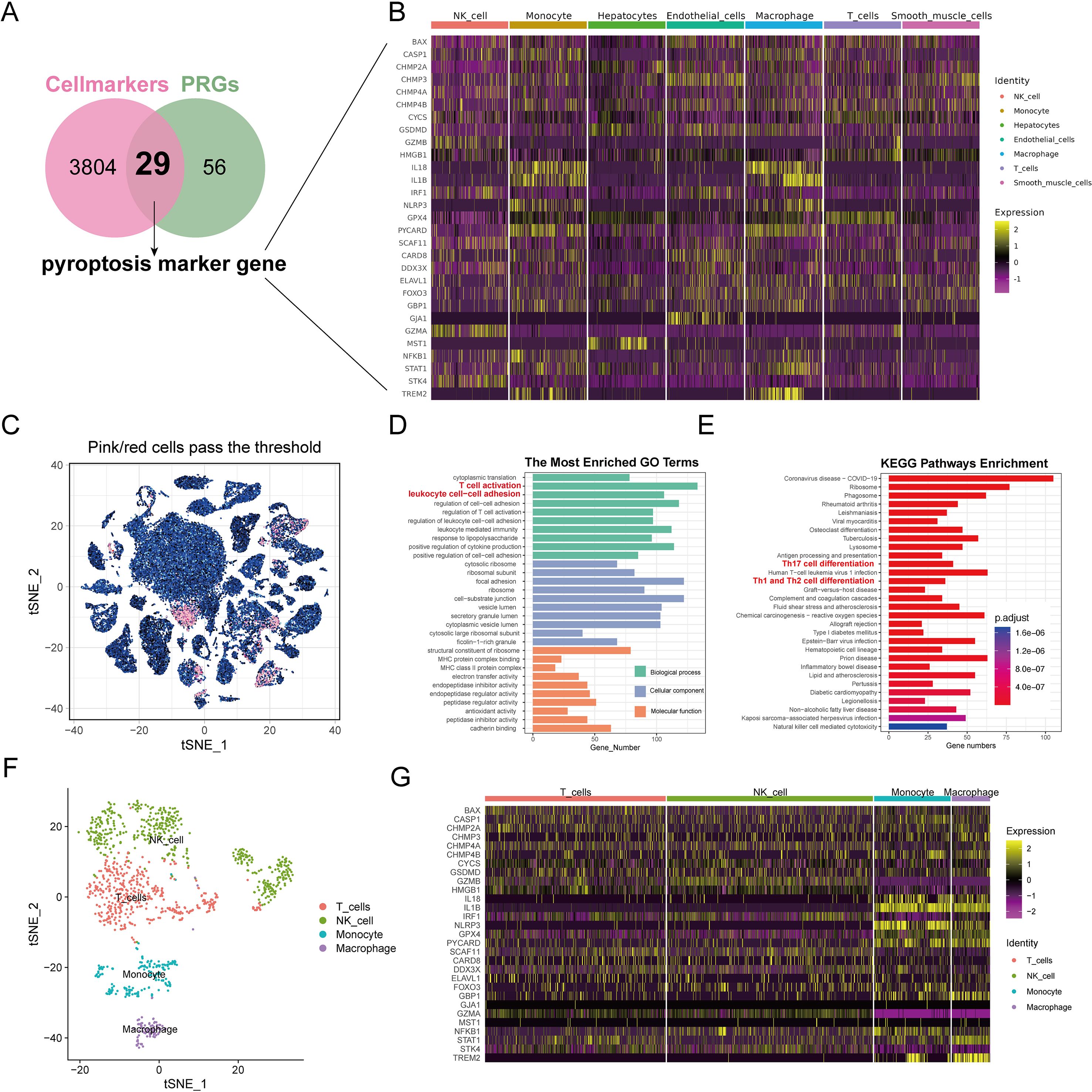 Composite image with multiple panels: A) Venn diagram showing overlap of 29 pyroptosis marker genes between cell markers (3,804) and PRGs (56). B) Heatmap of gene expression across various cell types, with expression levels indicated by color gradient. C) t-SNE plot highlighting pink/red cells passing a threshold among mainly blue cells. D) Bar chart of enriched Gene Ontology terms including cell activation and leukocyte cell-cell adhesion. E) KEGG Pathways Enrichment bar chart with terms like T-helper cell differentiation. F) t-SNE plot with clusters of T cells, NK cells, monocytes, and macrophages. G) Heatmap of gene expression specific to T cells, NK cells, monocytes, and macrophages.