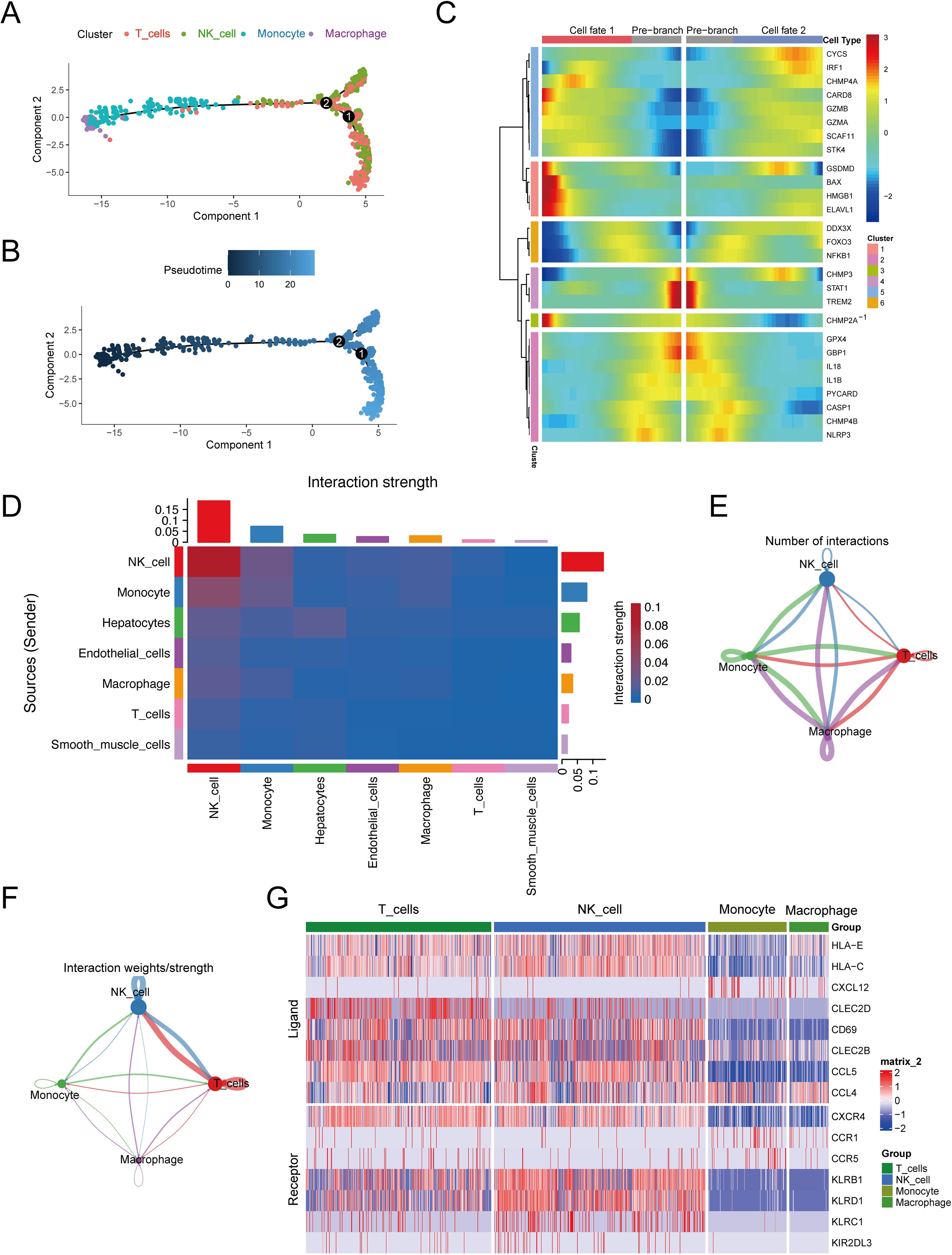 A series of graphs and charts display cellular data and interactions: A. A scatter plot shows clusters of cell types, highlighting T cells, NK cells, monocytes, and macrophages. B. A similar scatter plot highlights pseudotime progression. C. A heatmap relates gene expression to cell fate, with color-coded clusters and cell types. D. A heatmap demonstrates interaction strengths among cell types, with sources indicated on one axis and targets on the other. E. A network diagram illustrates the number of interactions between cell types, with weighted lines indicating strength. F. Another network diagram shows interaction strength, color-coded by cell type. G. A matrix-style heatmap details ligand-receptor interactions across cell types, with groups indicated at the top.