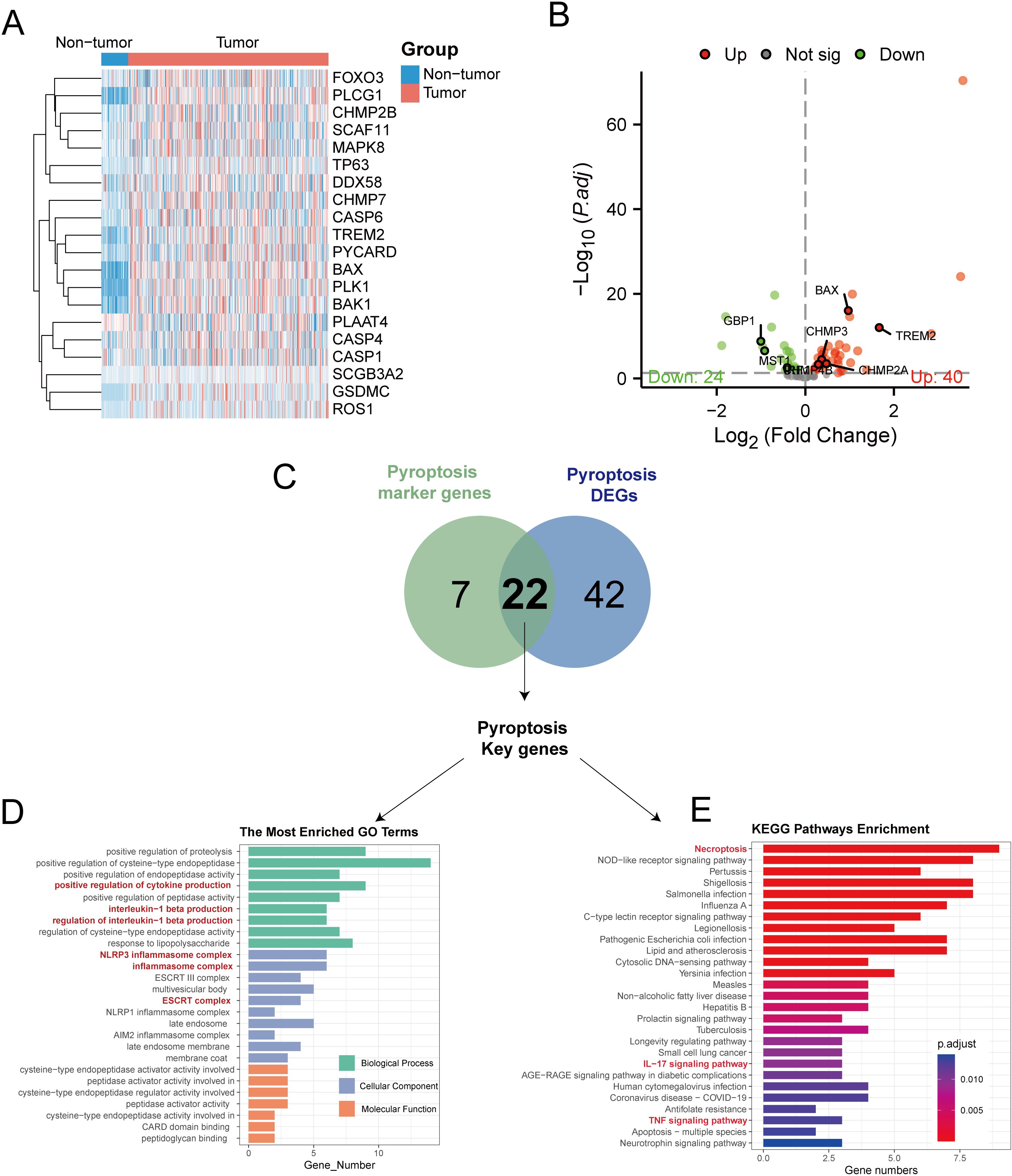 Clustered heatmap, volcano plot, Venn diagram, GO terms bar chart, and KEGG pathways enrichment chart display genetic analysis related to pyrotosis in tumors. Panel A shows gene expression differences between non-tumor and tumor tissues. Panel B illustrates gene expression fold changes, highlighting significant upregulated and downregulated genes. Panel C is a Venn diagram identifying pyrotosis key genes. Panel D displays enriched GO terms, categorized by biological process, cellular component, and molecular function. Panel E shows KEGG pathways with enriched gene counts and p-values.