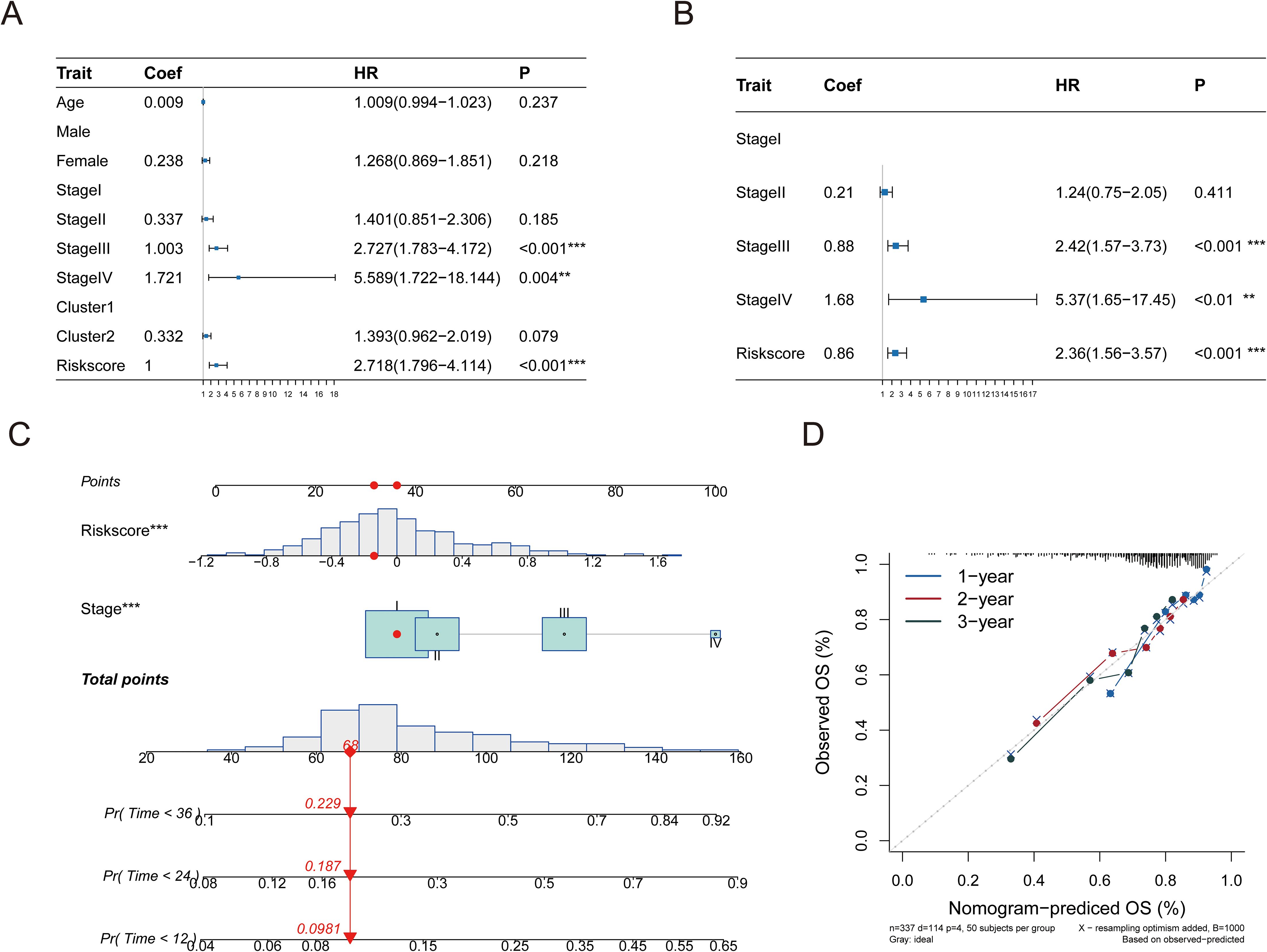 Four-panel image depicting clinical data analysis. Panel A: Forest plot shows hazard ratios (HR) for traits like age, sex, cancer stages, and risk scores. Significant HRs marked with asterisks. Panel B: Another forest plot with traits including cancer stages and risk score; significant HRs are highlighted. Panel C: Nomogram explaining point distribution based on risk score and stage; probability values are calculated for different survival times. Panel D: Calibration plot comparing observed versus predicted overall survival percentages over one, two, and three years, with lines indicating fit.