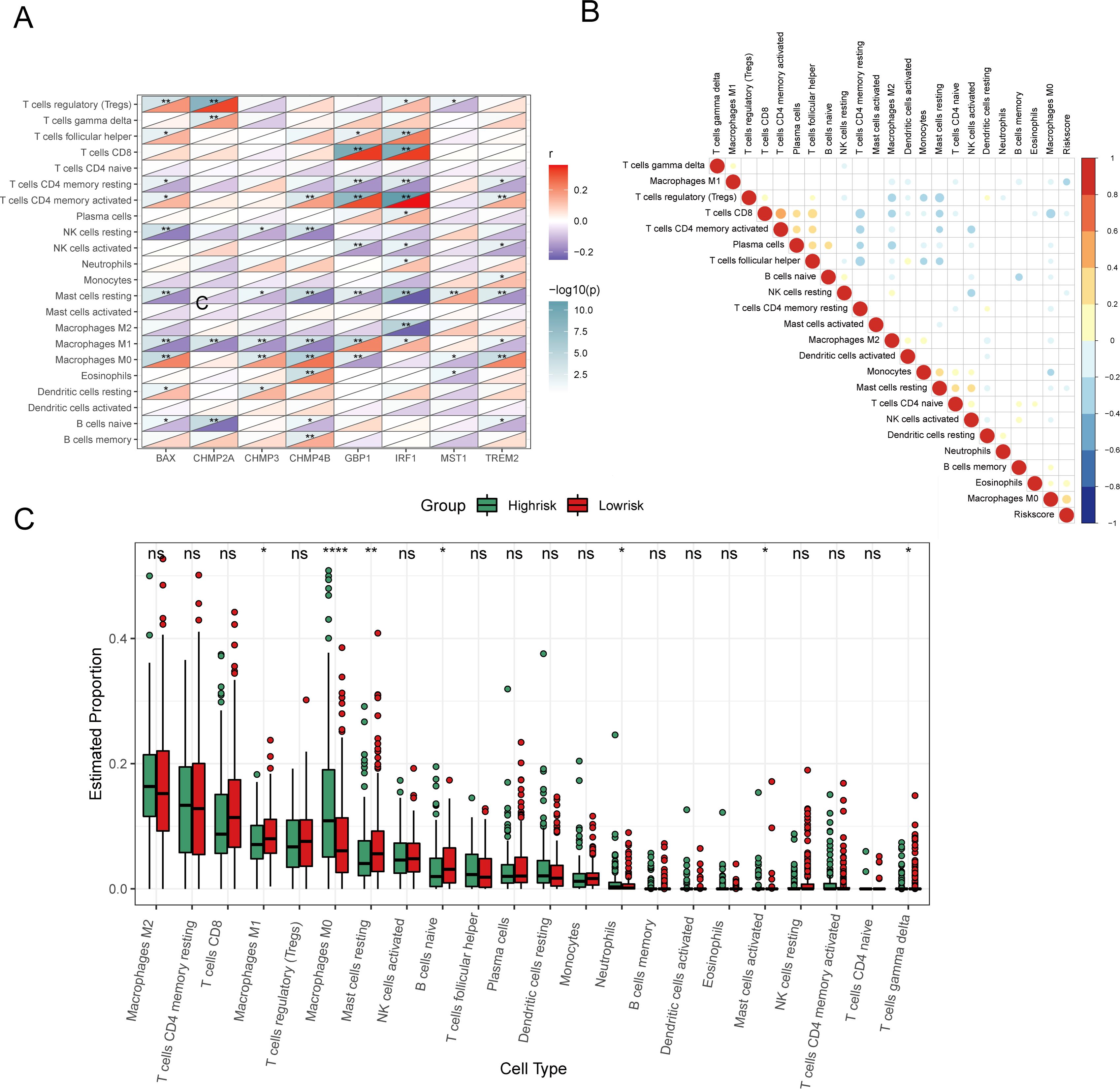 Panel A shows a heatmap depicting the correlation between immune cell types and various gene expressions, with color gradients indicating correlation strength. Panel B features a correlogram illustrating relationships among different immune cell types using colored circles; the size and color indicate correlation strength. Panel C presents a box plot comparing the estimated proportions of various cell types between high-risk and low-risk groups, with statistical significance marked by asterisks. Each plot is labeled with cell types and statistical results.