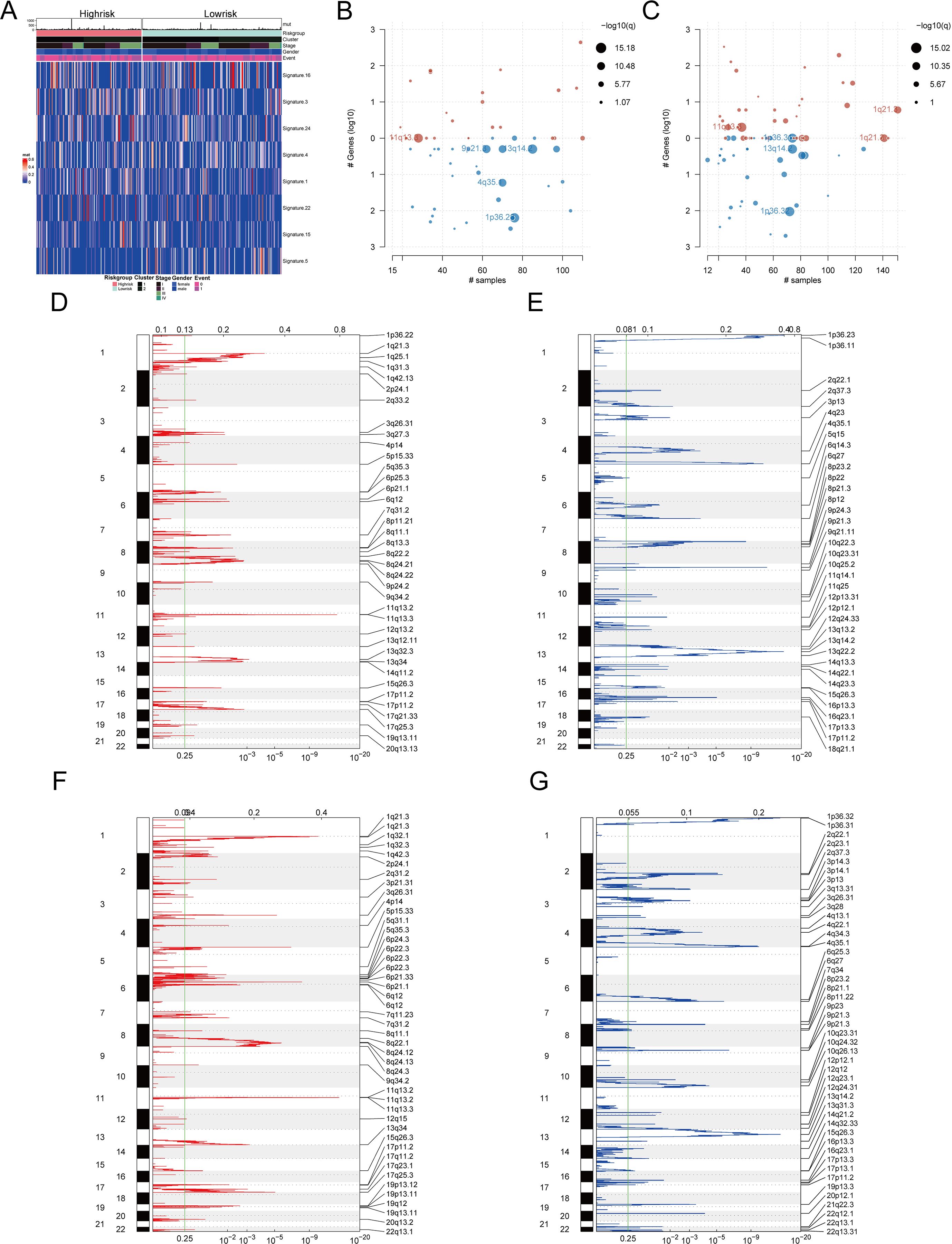 A series of genomic data visualizations showcase different analyses. Panel A is a heatmap displaying gene signatures with samples divided into high-risk and low-risk groups. Panels B and C are scatter plots showing the number of genes versus the number of samples, with bubble sizes indicating significance. Panels D and F are bar graphs highlighting chromosomal regions with red bars, possibly showing genomic aberrations. Panels E and G present similar bar graphs with blue bars, indicating another set of genomic data. Labels and axes detail statistical measures and chromosomal information.