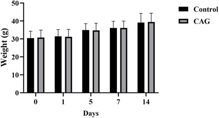 Bar graph showing weight comparison in grams over 14 days between Control and CAG groups. Both groups start at approximately 33 grams and show consistent weight increase, reaching about 39 grams. Control bars are black, CAG bars are gray. Error bars indicate variability.