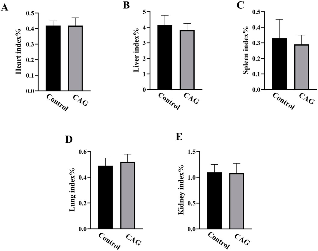 Bar graphs labeled A to E comparing organ indices as percentages between Control and CAG groups. Graph A shows heart index, B shows liver, C shows spleen, D shows lung, and E shows kidney. Slight variations are visible, but indices are generally similar for both groups across all organs.