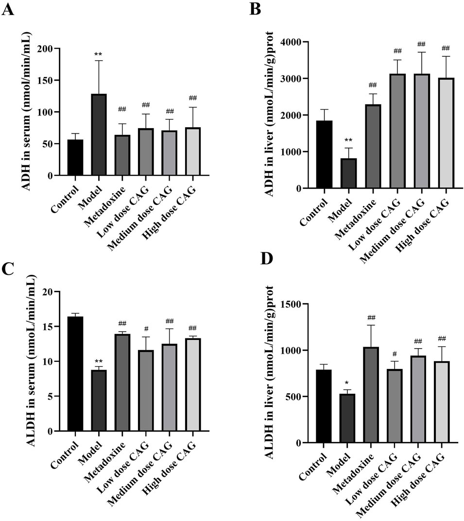 Bar graphs depicting enzyme activity across different treatments. A: ADH in serum shows increased activity in the Metadoxine group compared to Control. B: ADH in liver increases with low, medium, and high doses of CAG. C: ALDH in serum decreases in the Model group, with improvements in those receiving CAG. D: ALDH in liver is lowest in the Model group, with improvement in CAG groups. Statistical significance indicated by asterisks and hash symbols.