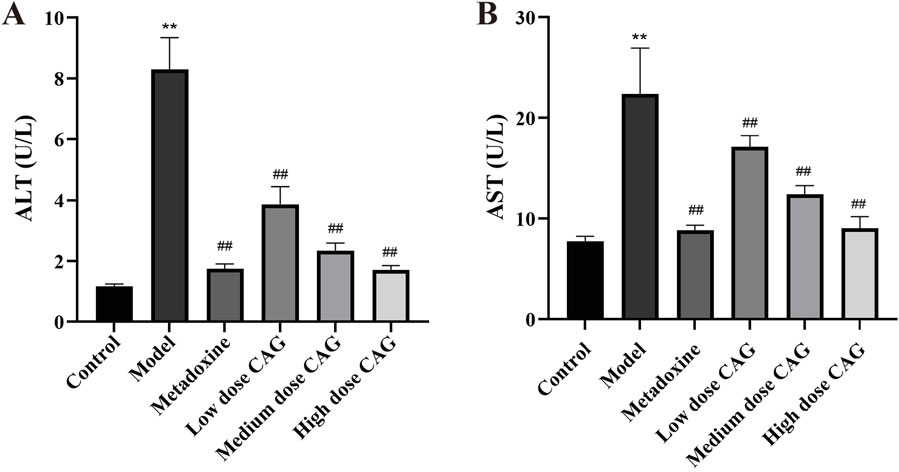 Bar charts showing levels of ALT and AST enzymes in various groups. Chart A illustrates ALT levels, with the Model group showing the highest level. High and medium doses of CAG show reduced levels compared to the Model. Chart B shows a similar pattern for AST, with the Model group having the highest level, and CAG doses lowering the enzyme levels. Significant differences are marked with asterisks and hash signs.
