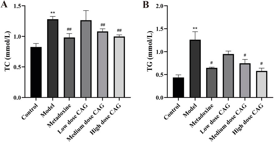 Bar graphs showing the effects of different treatments on total cholesterol (TC) and triglycerides (TG) levels. A: TC levels with bars for Control, Model, Metadoxine, Low, Medium, and High doses of CAG. Significant changes are indicated by symbols (**, ##). B: TG levels with the same groupings, showing significant changes (**, #). Error bars indicate variability.