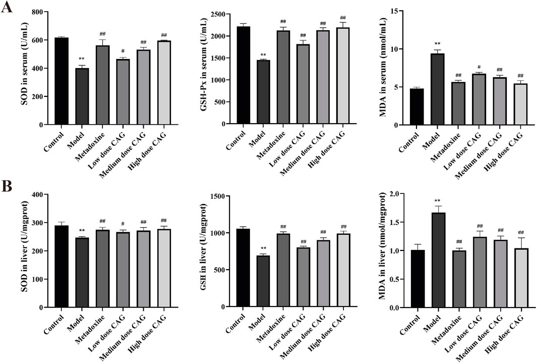 Bar graphs displaying antioxidant enzyme activity and MDA levels in serum and liver under different treatments. Group A shows serum levels of SOD, GSH-Px, and MDA. Group B shows liver levels of SOD, GSH, and MDA. Control shows the highest activities, while model has reduced levels. CAG treatment at various doses increases enzyme activity and decreases MDA compared to model and Metadoxine, with significance indicated by symbols.