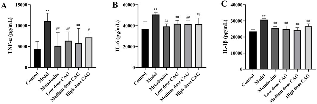 Bar graphs A, B, and C show levels of TNF-α, IL-6, and IL-1β respectively, in pg/mL, measured across control, model, metadoxine, and varying doses of CAG groups. Model group shows significantly higher values in all graphs. Treatments reduce cytokine levels compared to the model, with CAG doses displaying varying effects. Significant differences are indicated with asterisks and hashes.