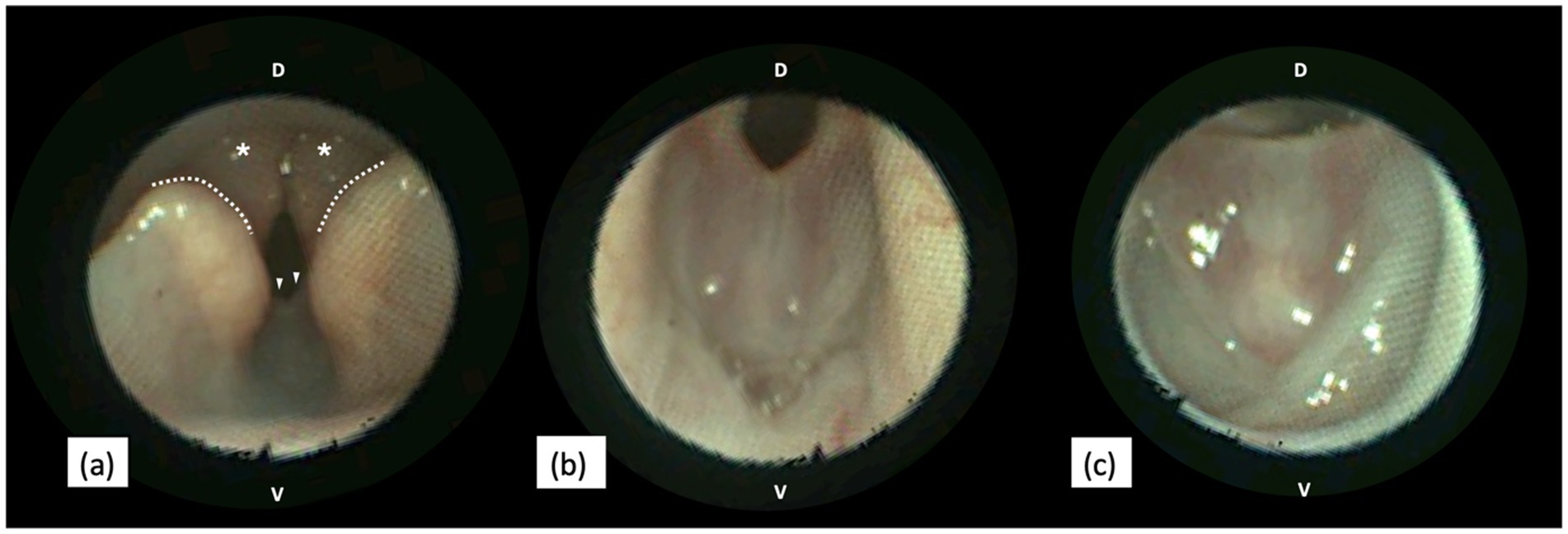 Three circular endoscopic images labeled a, b, and c display the laryngeal structures. Image a has markings such as asterisks and dotted lines, highlighting certain anatomical features. The letters D and V indicate dorsal and ventral orientations. Images b and c show similar structures without markings.