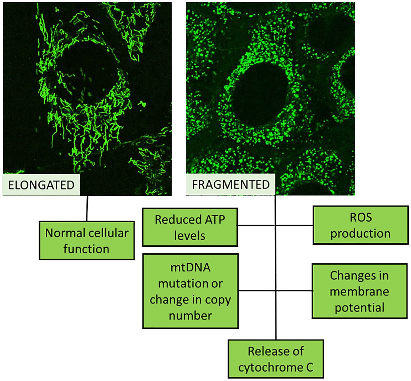 Fluorescent microscopic images show mitochondria in two states: “Elongated” with normal cellular function, and “Fragmented” associated with reduced ATP levels, ROS production, mtDNA mutation, changes in membrane potential, and release of cytochrome C.