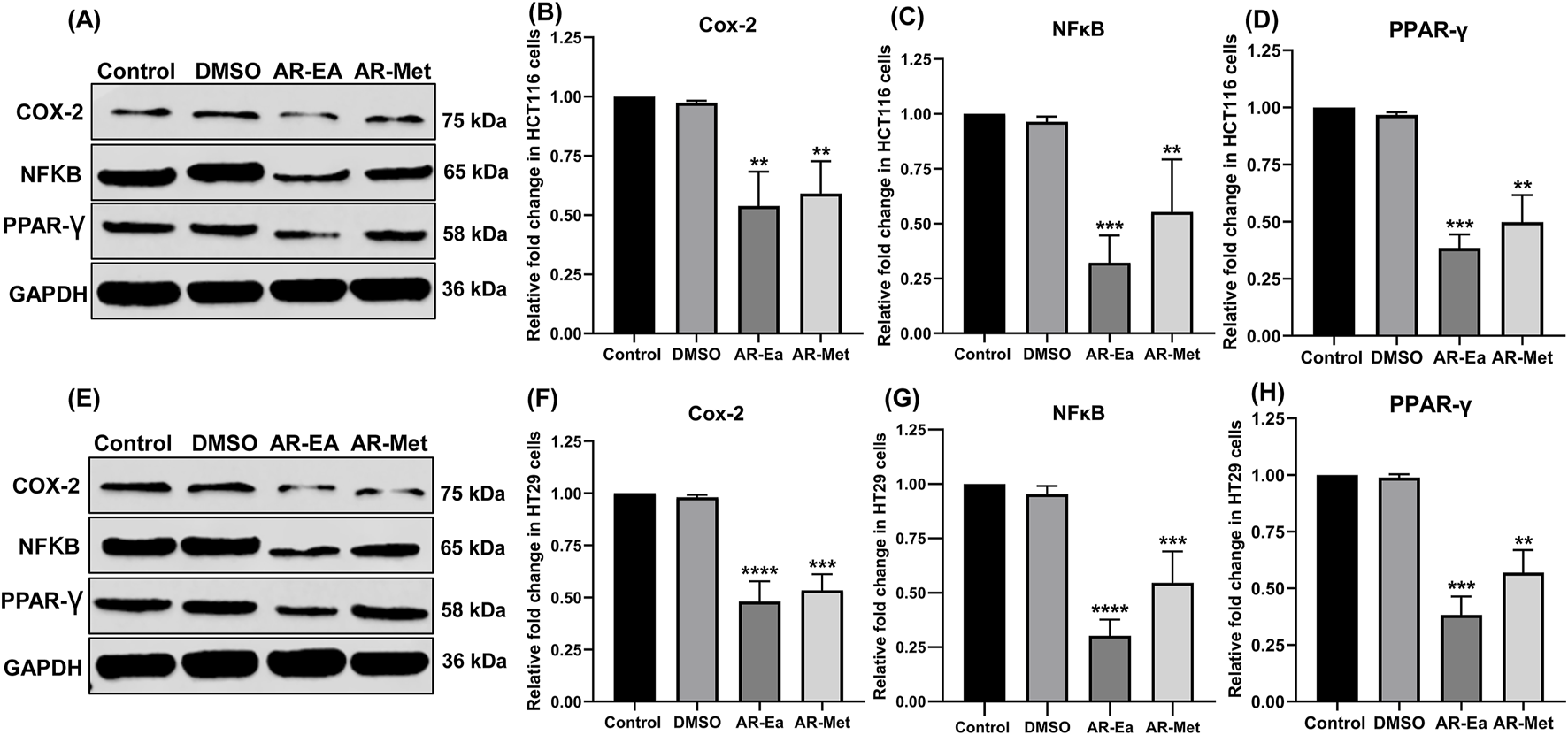Western blot results and bar graphs showing the expression of COX-2, NFκB, and PPAR-γ proteins in HCT116 and HT29 cells. Panels A and E show blots for COX-2, NFκB, PPAR-γ, and GAPDH under various treatments: Control, DMSO, AR-EA, and AR-Met. Panels B-D depict relative fold changes in HCT116 cells, while panels F-H show changes in HT29 cells. The data indicate varying expression levels based on treatment, with statistical significance denoted by asterisks.