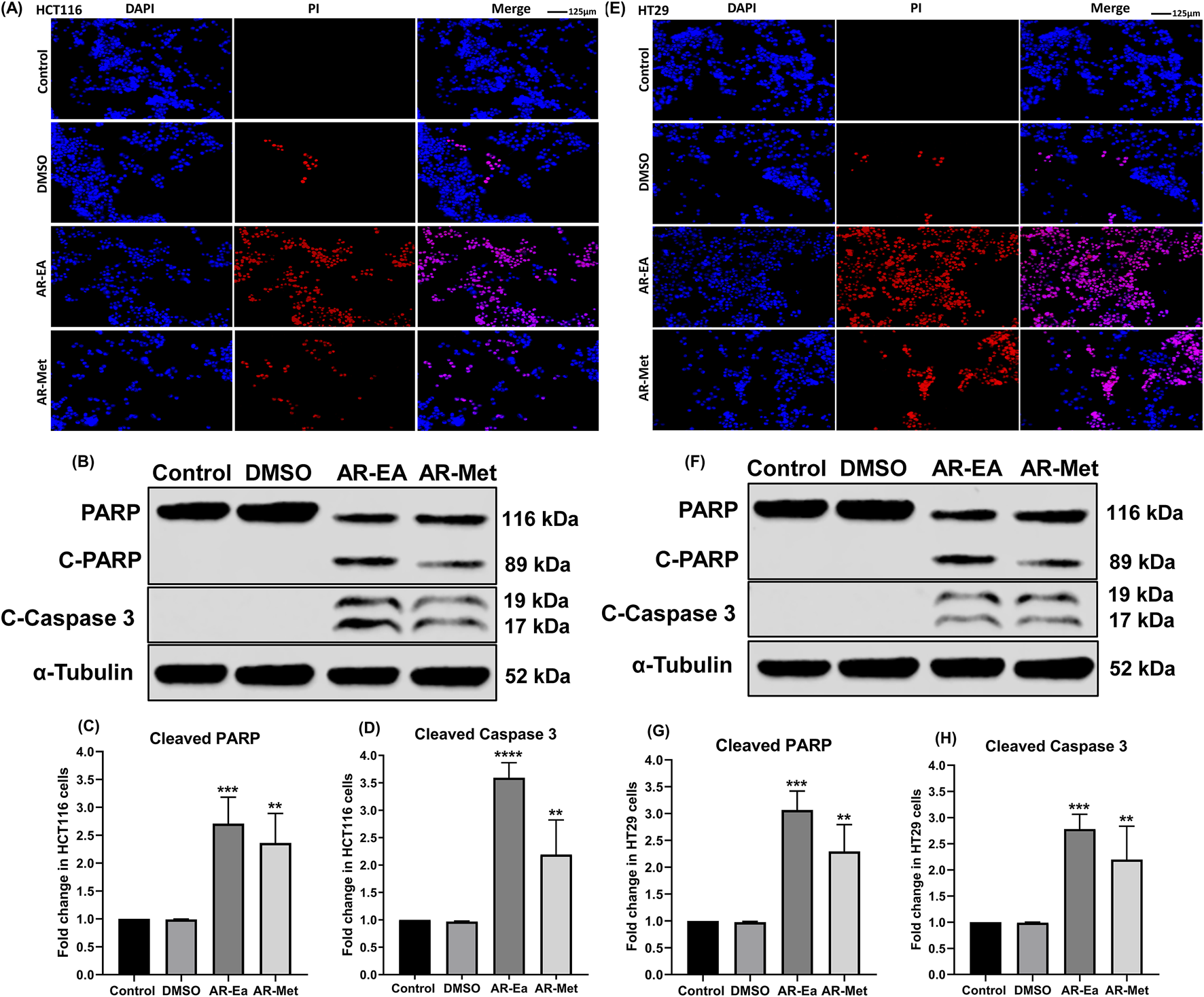 Fluorescence microscopy images (A and E) show cellular staining for HCT116 and HT29 cells under different treatments: Control, DMSO, AR-EA, and AR-Met. Blue and red stains indicate nuclei and apoptotic markers respectively. Western blots (B and F) display PARP, cleaved PARP, cleaved caspase 3, and alpha-tubulin protein levels across the same treatments. Bar graphs (C, D, G, H) depict quantitative analysis of cleaved PARP and caspase 3, showing significant fold changes compared to controls. Scale bars represent 125 micrometers. Statistical significance is marked with asterisks.