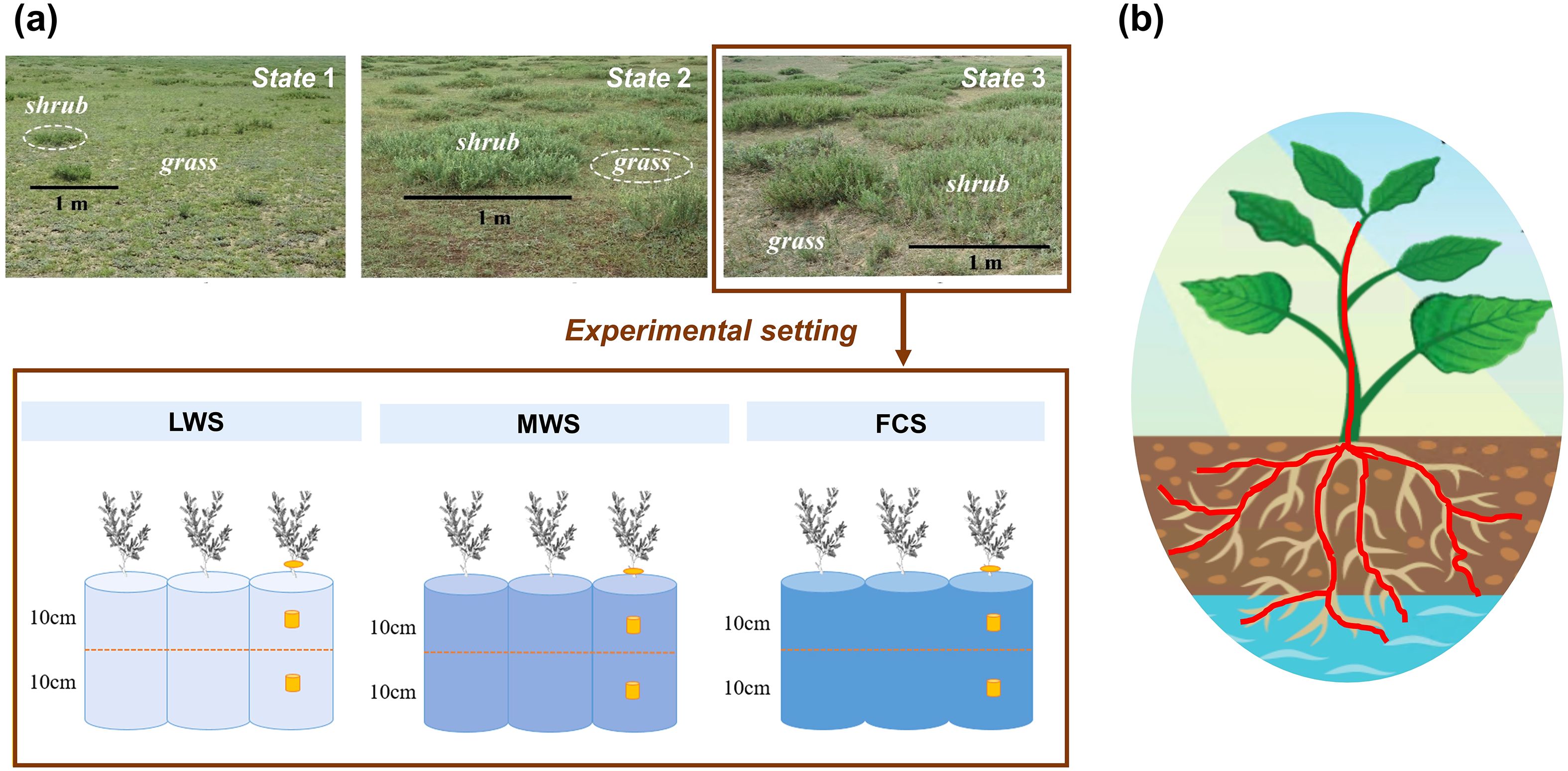 (a) Three images show different states of vegetation: State 1 with sparse shrubs and grass, State 2 with more shrubs, and State 3 dominated by shrubs. Below, a diagram depicts an experimental setting with three conditions labeled LWS, MWS, and FCS using blue cylinders with varying water levels and shrubs. (b) Illustration of a plant, with roots extending into soil toward water, showing root structure and water absorption.