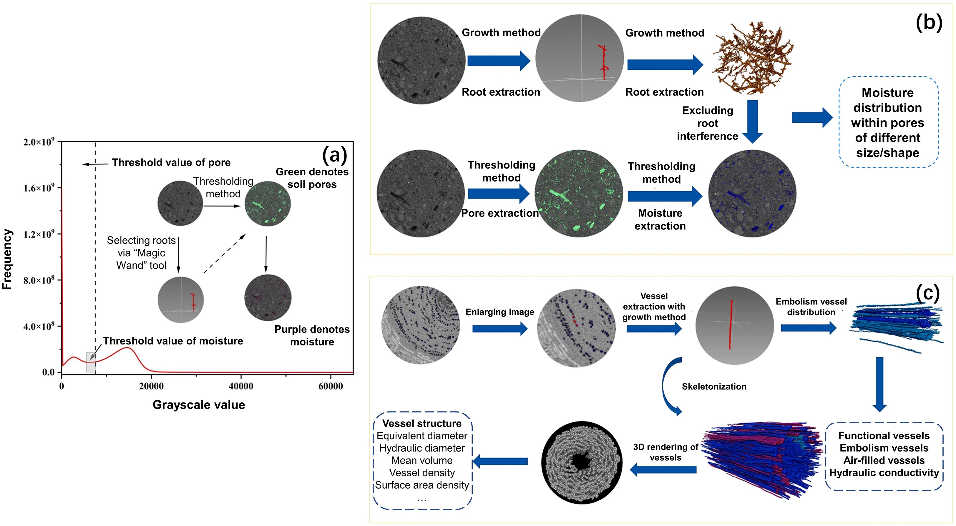 Diagram illustrating methods for analyzing soil pores and root extraction. Panel (a) shows frequency plotted against grayscale value with images indicating pore and moisture thresholding. Panel (b) details the growth and thresholding method for root and moisture extraction, resulting in moisture distribution analysis. Panel (c) involves image enlargement and vessel extraction using growth and skeletonization methods, leading to 3D rendering and characterization of vessel types and hydraulic conductivity. Arrows guide the flow of each method, with annotations in green, purple, red, and blue highlighting key features.