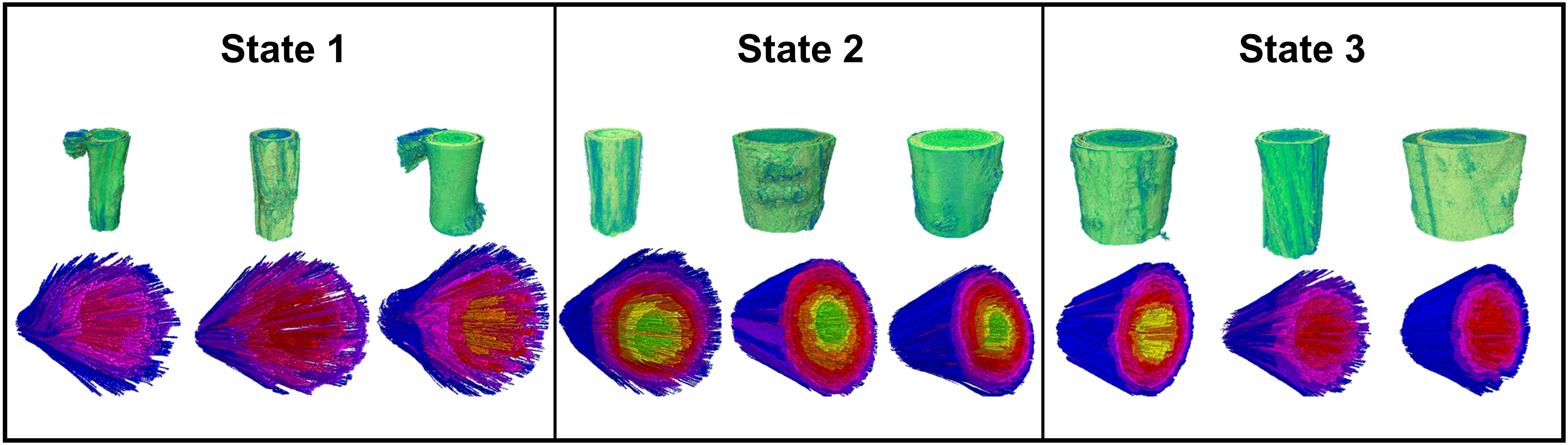 Three panels labeled State 1, State 2, and State 3, each containing three 3D tube-like structures in green with top and side views. Below each structure, corresponding cross-sectional views show layered color gradients from red at the core to blue at the outer edges, indicating different states or stages of change.