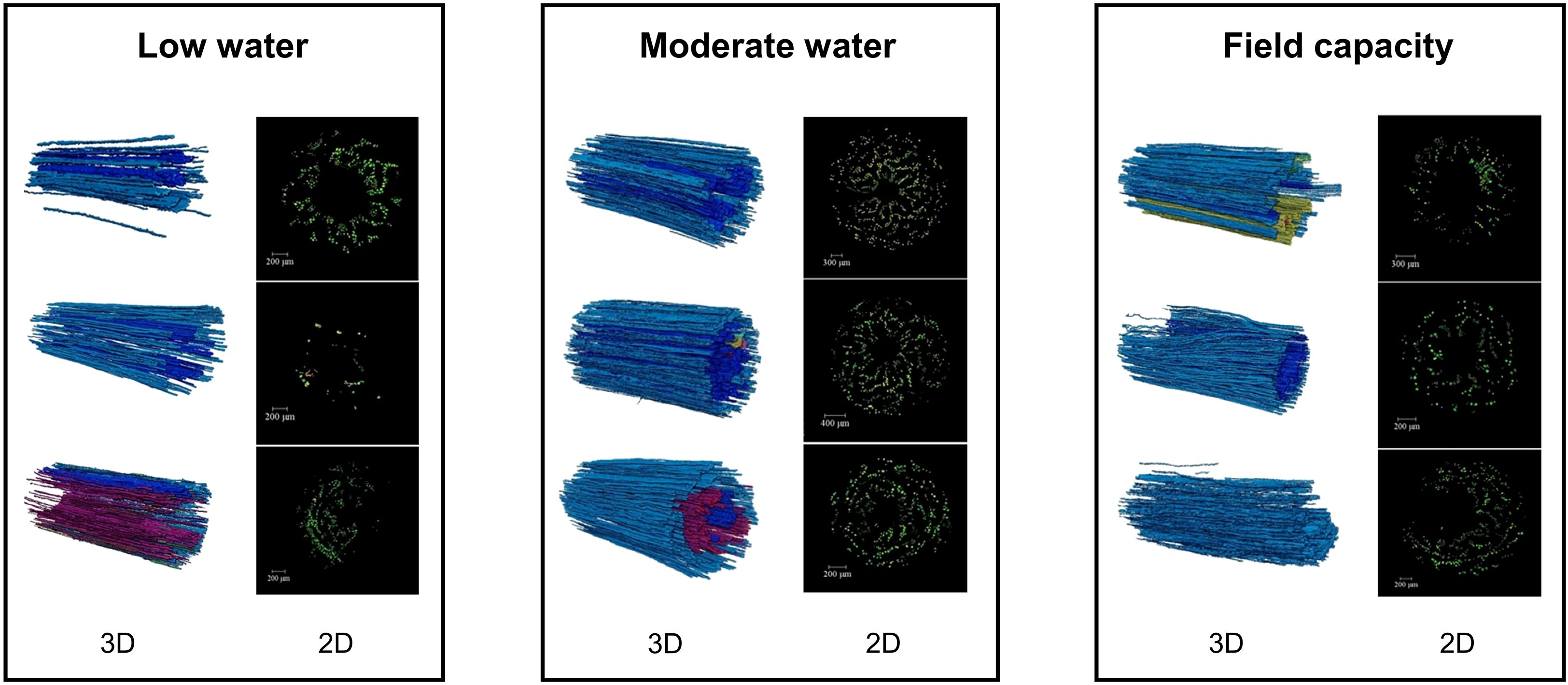 Three panels compare root structures under different water conditions: low water, moderate water, and field capacity. Each panel shows a 3D root structure on the left, with blue strands indicating roots. On the right, 2D cross-sectional images display green dots representing root distribution, with varying scales in micrometers.