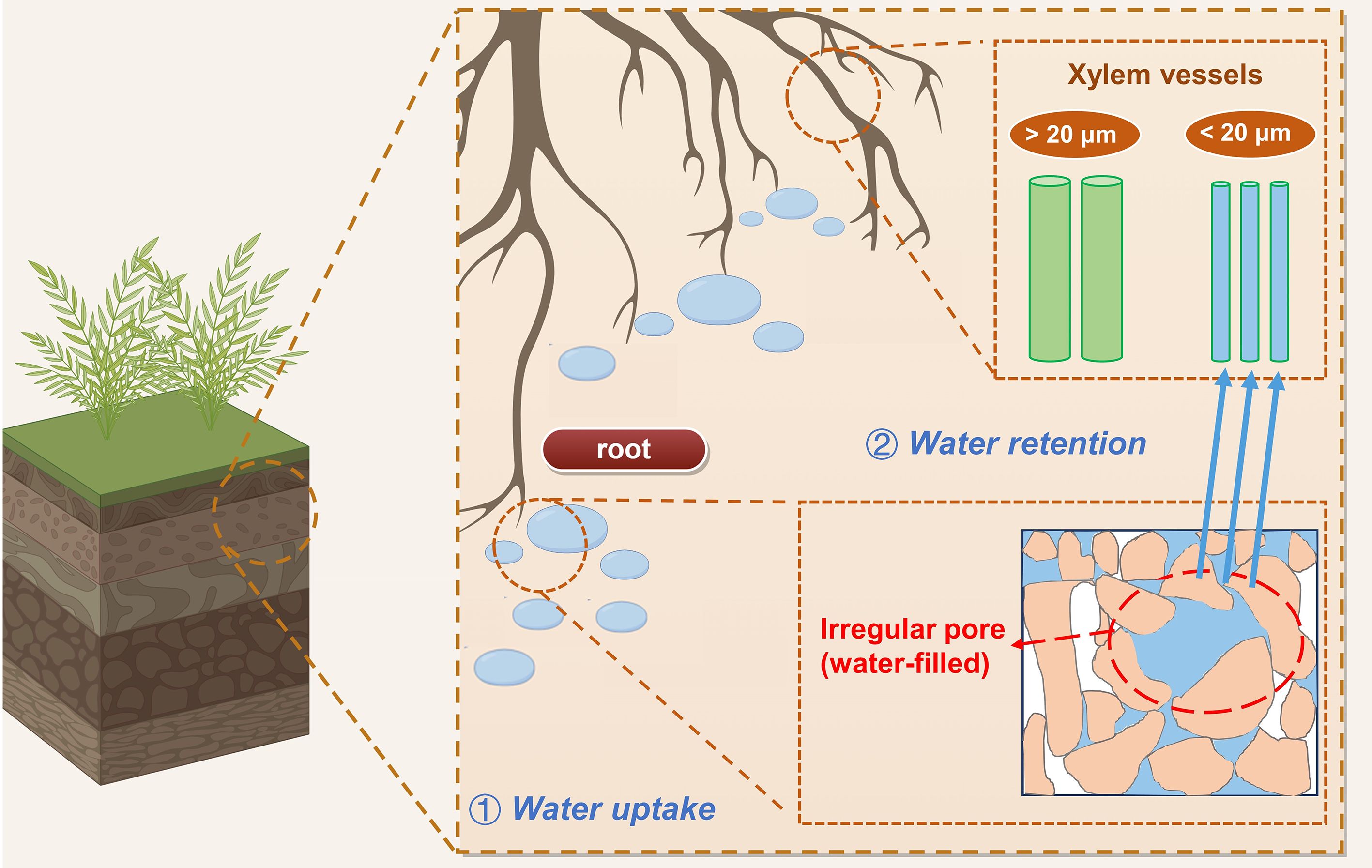 Illustration showing a plant in soil with a focus on root functions. The diagram details water uptake by roots and water retention. It highlights xylem vessels greater than and less than twenty micrometers for water transportation and an irregular, water-filled pore in the soil.