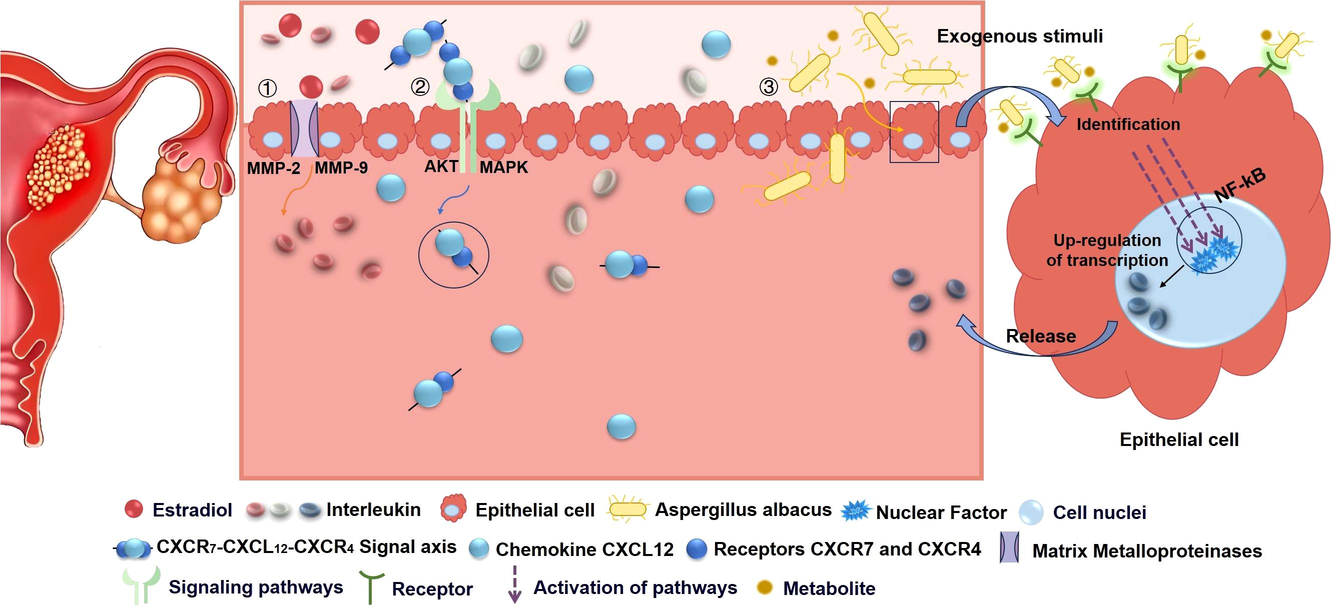 Diagram depicting the molecular interactions involving epithelial cells, MMP-2, MMP-9, AKT, and MAPK, affected by exogenous stimuli including Aspergillus albacus. The stimuli cause up-regulation of transcription via NF-kB. The image includes a labeled legend with significant molecular components and pathways.