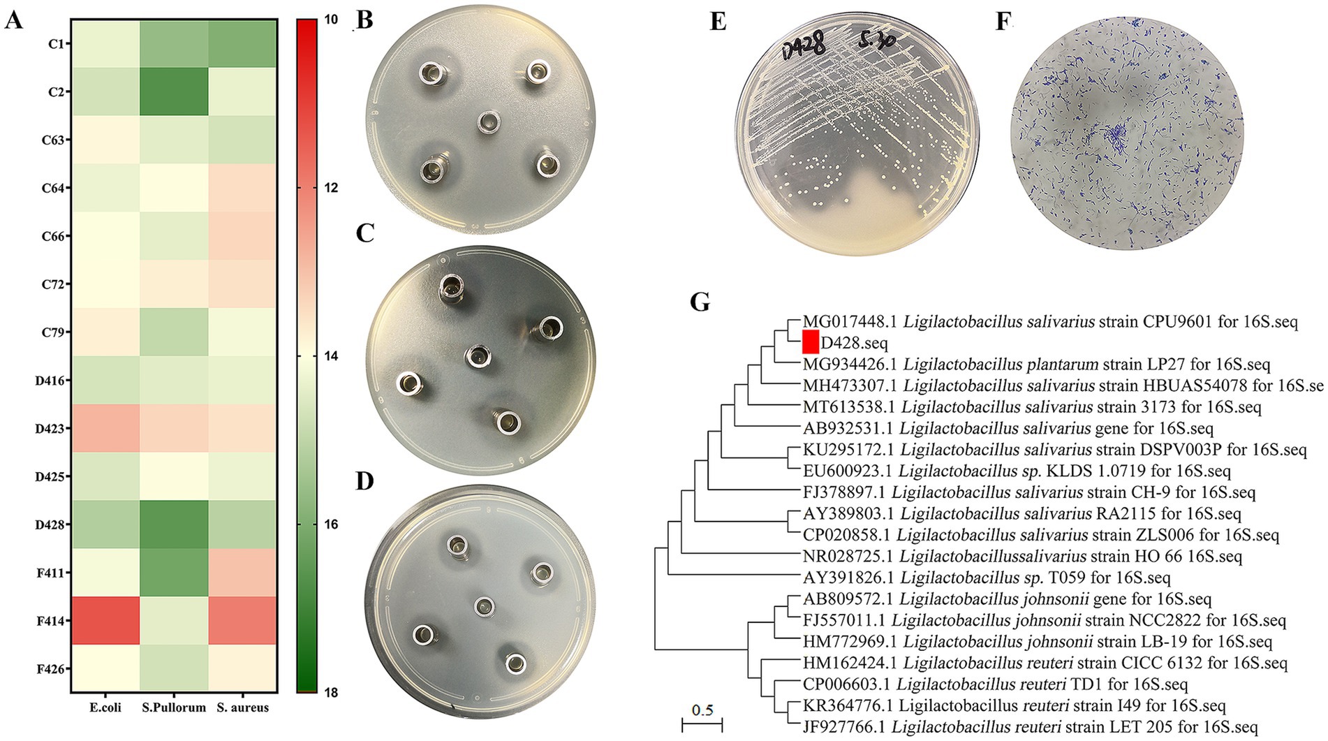 Panel A shows a heatmap comparing E. coli, S. pullorum, and S. aureus across various samples, with intensity indicated in red-green shades. Panels B, C, and D depict petri dishes displaying bacterial inhibition zones. Panel E shows a streaked bacterial culture on a petri dish marked