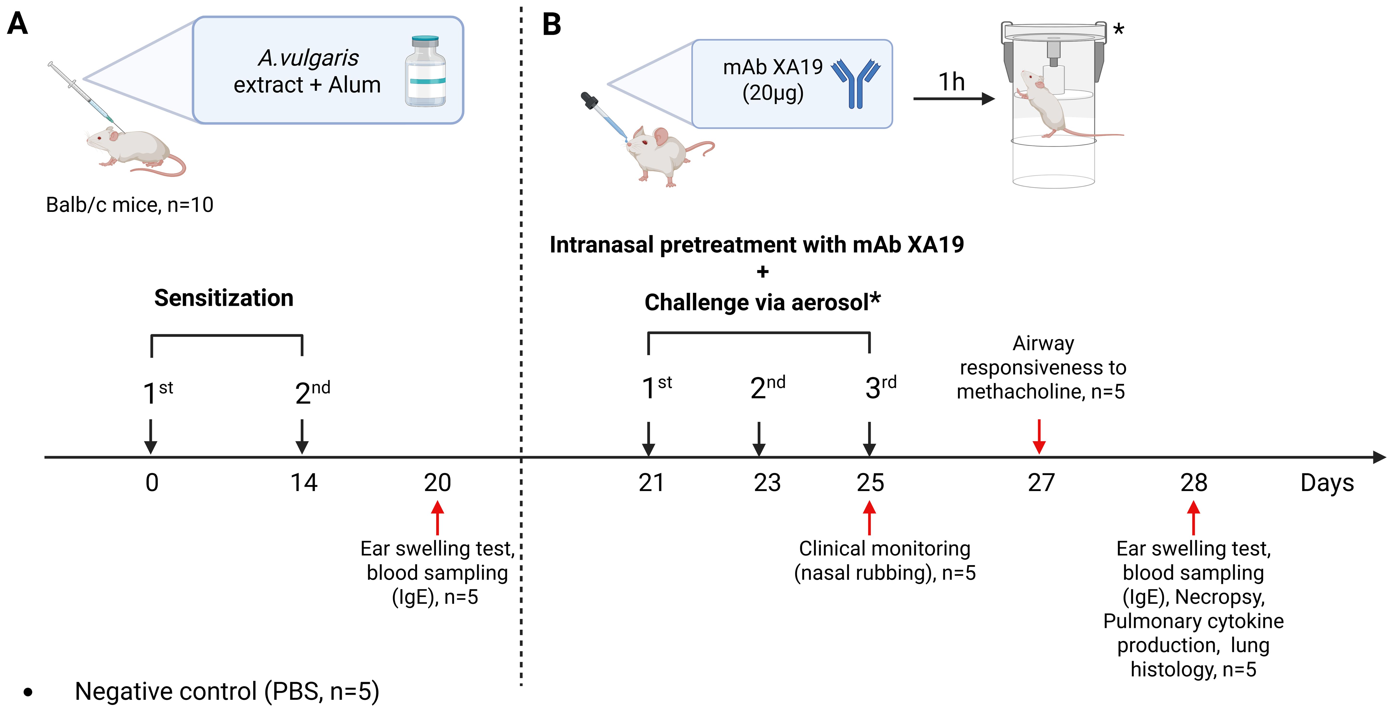 Diagram depicting a research study on Balb/c mice. Panel A shows mice sensitized with *A. vulgaris* extract and alum. Panel B shows intranasal pretreatment with mAb XA19, followed by an aerosol challenge. Sensitization occurs on days 0 and 14, with tests on days 20, 25, 27, and 28. Negative control uses PBS in five mice.