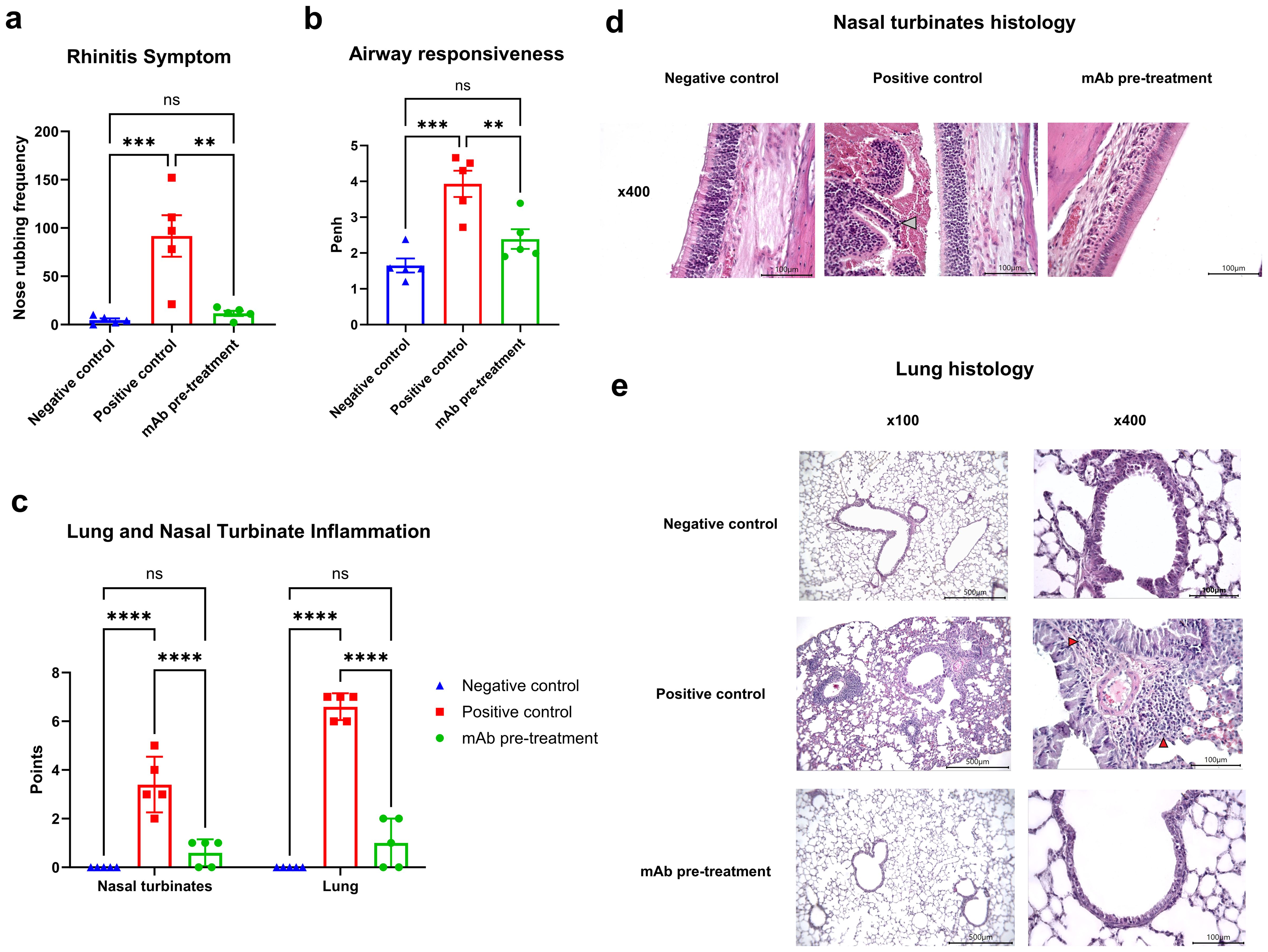Bar graphs and histology images illustrate the effects of treatments on rhinitis symptoms, airway responsiveness, and inflammation. Graphs show nose rubbing frequency, Penh values, and inflammation points for negative control, positive control, and monoclonal antibody (mAb) pre-treatment groups, with significant differences marked by asterisks. Histology images depict nasal turbinate and lung tissues under different magnifications for each treatment group. Nasal turbinates are compared at 400x, lung histology at 100x and 400x, highlighting structural differences. Labels indicate each group and magnification level.