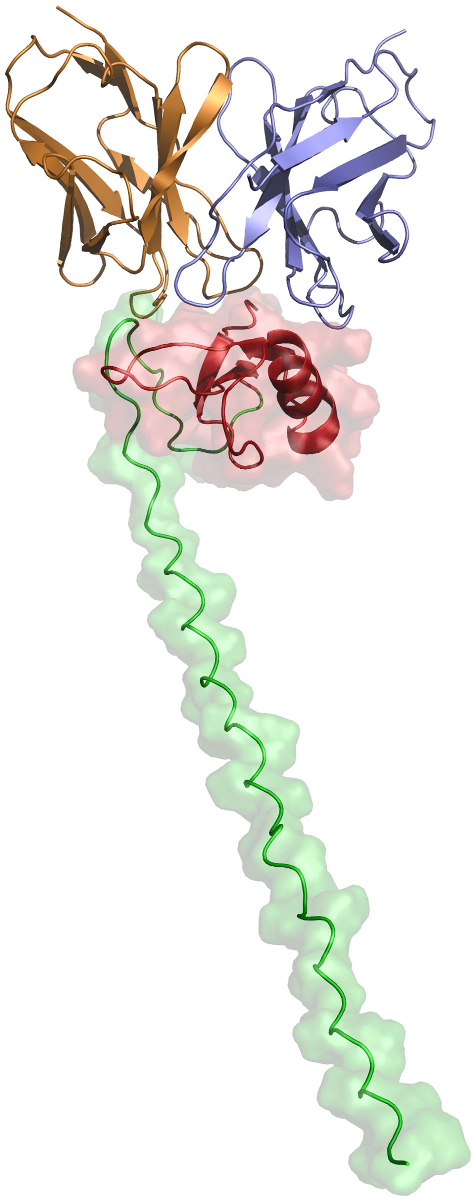 Molecular model showing a complex structure with colored regions representing different protein domains. Brown and purple sections, depicting beta sheets, are at the top. A red alpha-helix is located centrally among a translucent pink area, extending into a downward green helically coiled region.