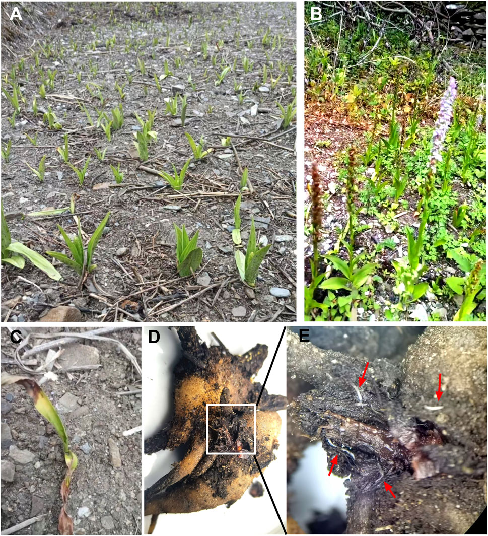 A collage of five images showing different aspects of plant growth. Image A features numerous young green shoots emerging from the soil. Image B depicts a taller plant with purple flowers surrounded by green leaves. Image C shows a close-up of a single shoot on rocky soil, , revealing that the plant appears withered and exhibits suboptimal growth. Image D highlights a plant root system, where certain areas are boxed to indicate the decay of tuberous roots. Image E provides a close-up of a plant root, with red arrows denoting extensive nematode infestations.