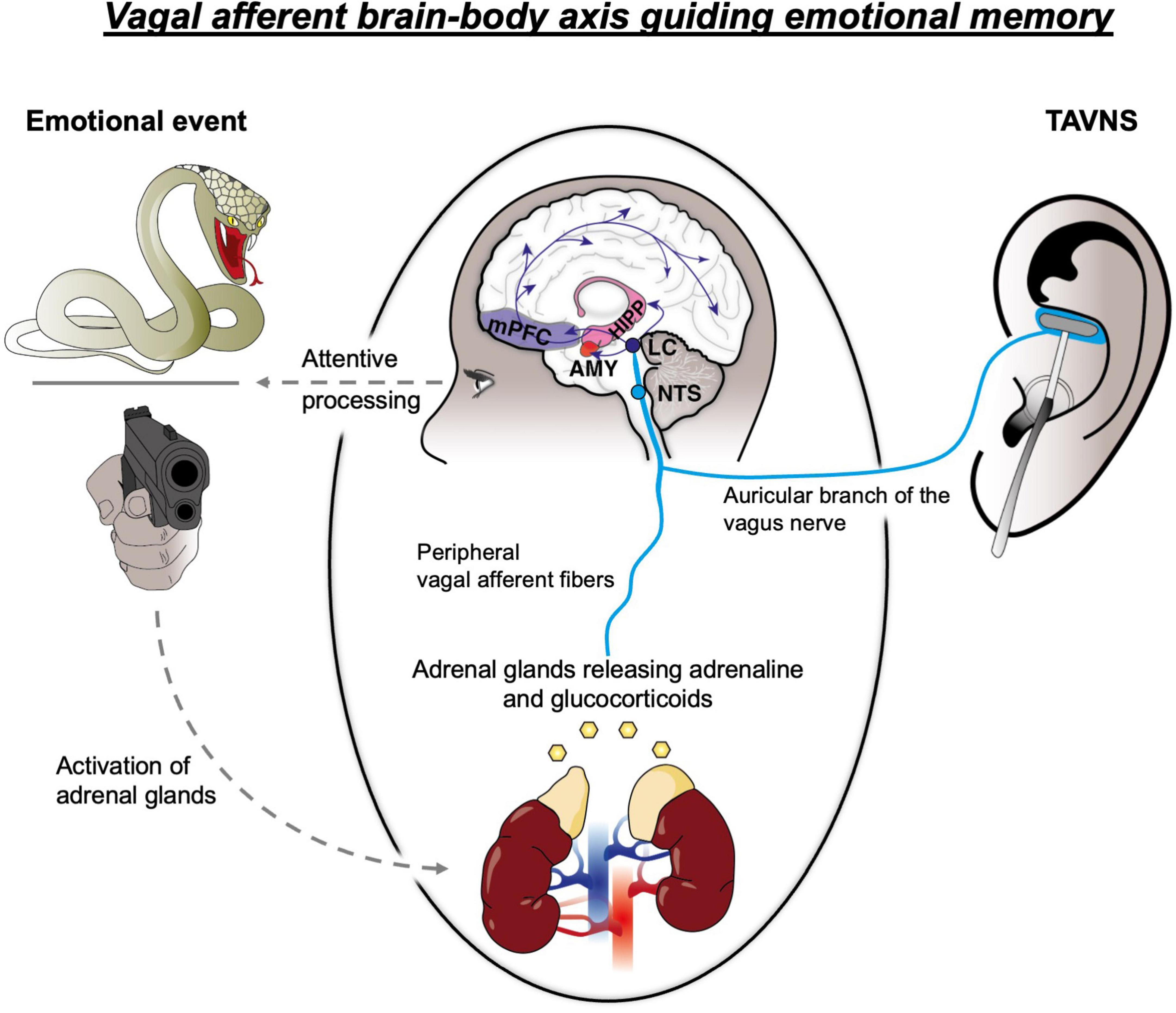 “Diagram illustrating the vagal afferent brain-body axis guiding emotional memory. It shows a pathway, by which emotional events, like encountering a threat (e.g., snake or gun), which trigger attentive processing, lead to activation of the adrenal glands releasing adrenaline and glucocorticoids. Peripheral vagal afferent fibers transmit this signal to the Amygdala (AMY), medial prefrontal cortex (mPFC), hippocampus (HIPP), locus coeruleus (LC), and nucleus of the solitary tract (NTS) in the brain. The auricular branch of the vagus nerve is shown linked to TAVNS stimulated via the ear.”