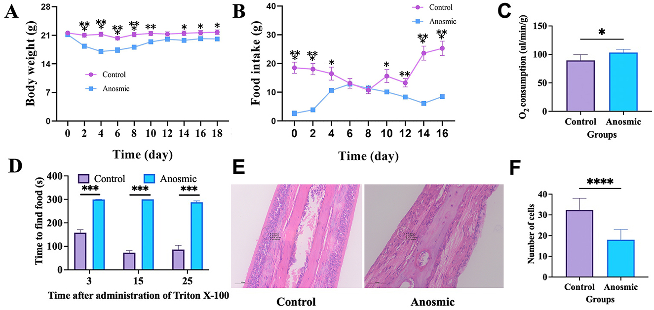 Graphical analysis and images comparing control and anosmic groups. Panel A shows body weight changes over 18 days, with control maintaining higher weights. Panel B illustrates food intake, with the control group consuming more. Panel C depicts oxygen consumption, slightly higher in the control group. Panel D indicates the time taken to find food, with anosmic mice taking longer at all time points. Panel E presents histological images of nasal tissue, showing differences between groups. Panel F shows a bar graph comparing the number of cells, with the control group having more. Asterisks indicate statistical significance.