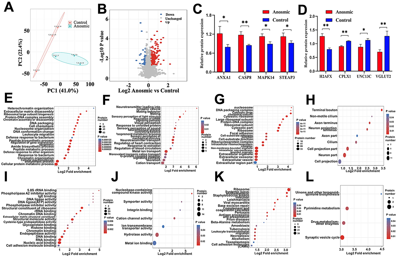 Composite image of twelve panels showing various data visualizations. Panel A: PCA plot comparing control and anosmic groups. Panel B: Scatter plot of gene expression (Log2 Anosmic vs Control). Panels C and D: Bar graphs of relative protein expression in anosmic vs control groups for specific proteins. Panels E, F, G: Dot plots showing enriched biological processes with Log2 Fold enrichment. Panel H: Dot plot depicting enriched protein components. Panels I, J, K: Dot plots for enriched molecular functions, structured similarly to panels E-G. Panel L: Dot plot for enriched metabolic pathways. Each panel highlights differences between control and anosmic samples.