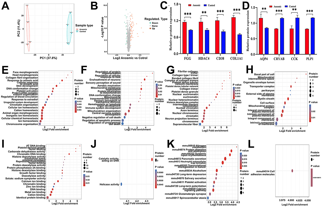 A series of charts and graphs related to protein expression and gene enrichment in anosmic and control samples: A) PCA plot comparing sample types. B) Volcano plot displaying gene regulation differences. C) and D) Bar graphs showing relative protein expression for specific genes with significant differences indicated. E) to L) Bubble charts illustrating gene ontology terms with log2 fold enrichment, p-values, and protein numbers highlighted.