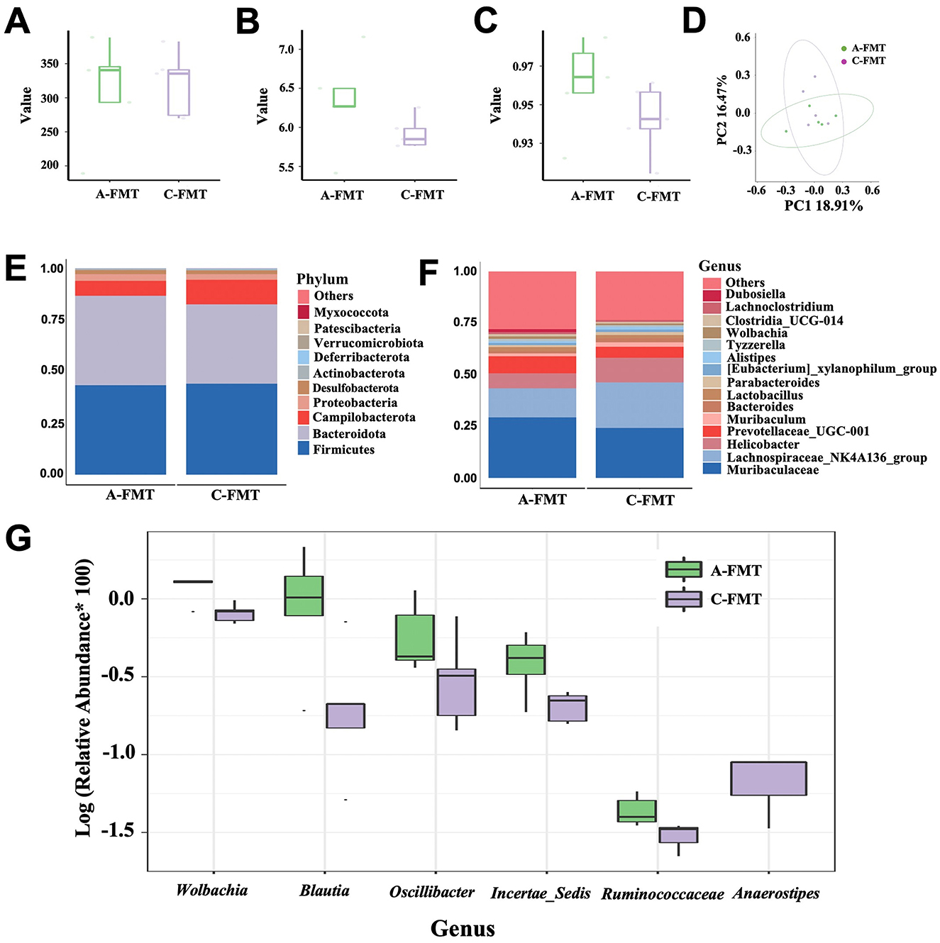 Graphs and charts compare microbiome data for A-FMT and C-FMT groups. Panels A to C present box plots of different values, showing differences between the groups. Panel D features a PCA plot illustrating sample distribution. Panels E and F display bar charts of phylum and genus compositions, respectively, highlighting taxonomic differences. Panel G includes a box plot comparing log-transformed relative abundances of specific genera between the groups.