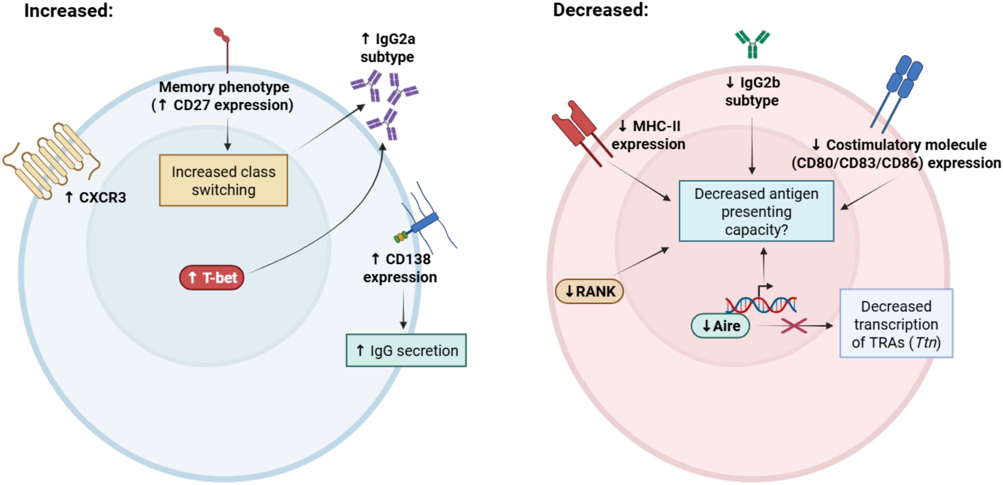 Diagram showing biological pathways with increased and decreased processes. Increased processes include CXCR3, T-bet, CD27, IgG2a, CD138 expression, and IgG secretion, leading to a memory phenotype and class switching. Decreased processes include MHC-II, RANK, IgG2b, and costimulatory molecule expression, resulting in reduced antigen presenting capacity, Aire expression, and transcription of TRAs (Ttn).