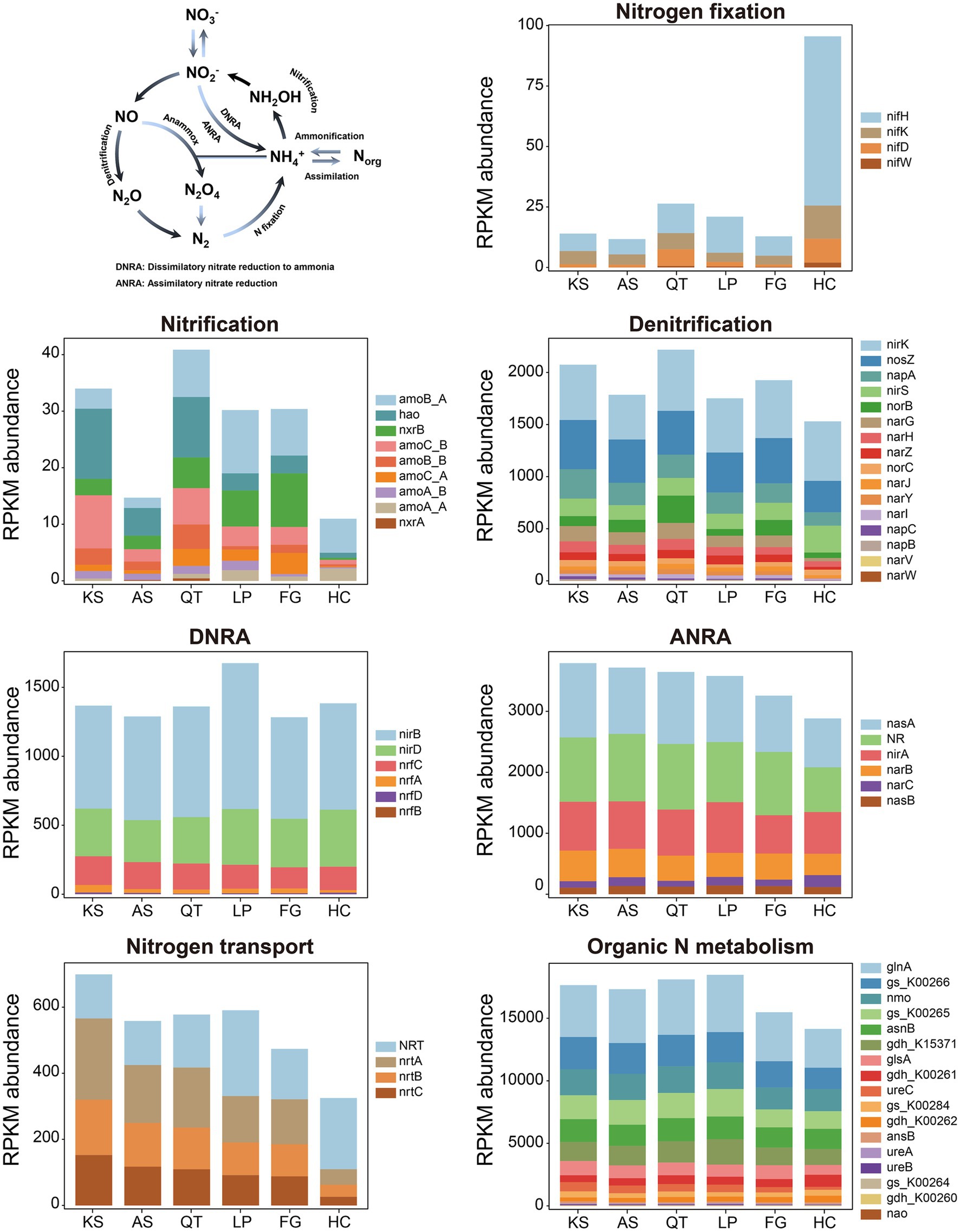 Diagram illustrating the nitrogen cycle stages, with bar graphs showing RPKM abundance for various processes: nitrogen fixation, nitrification, denitrification, DNRA, ANRA, nitrogen transport, and organic nitrogen metabolism. Each graph represents different sample sites: KS, AS, QT, LP, FG, and HC. Different colors in each bar indicate various gene abundances related to each process. The cycle includes processes like ammonification, assimilation, and nitrification, with transformations between nitrogen forms.