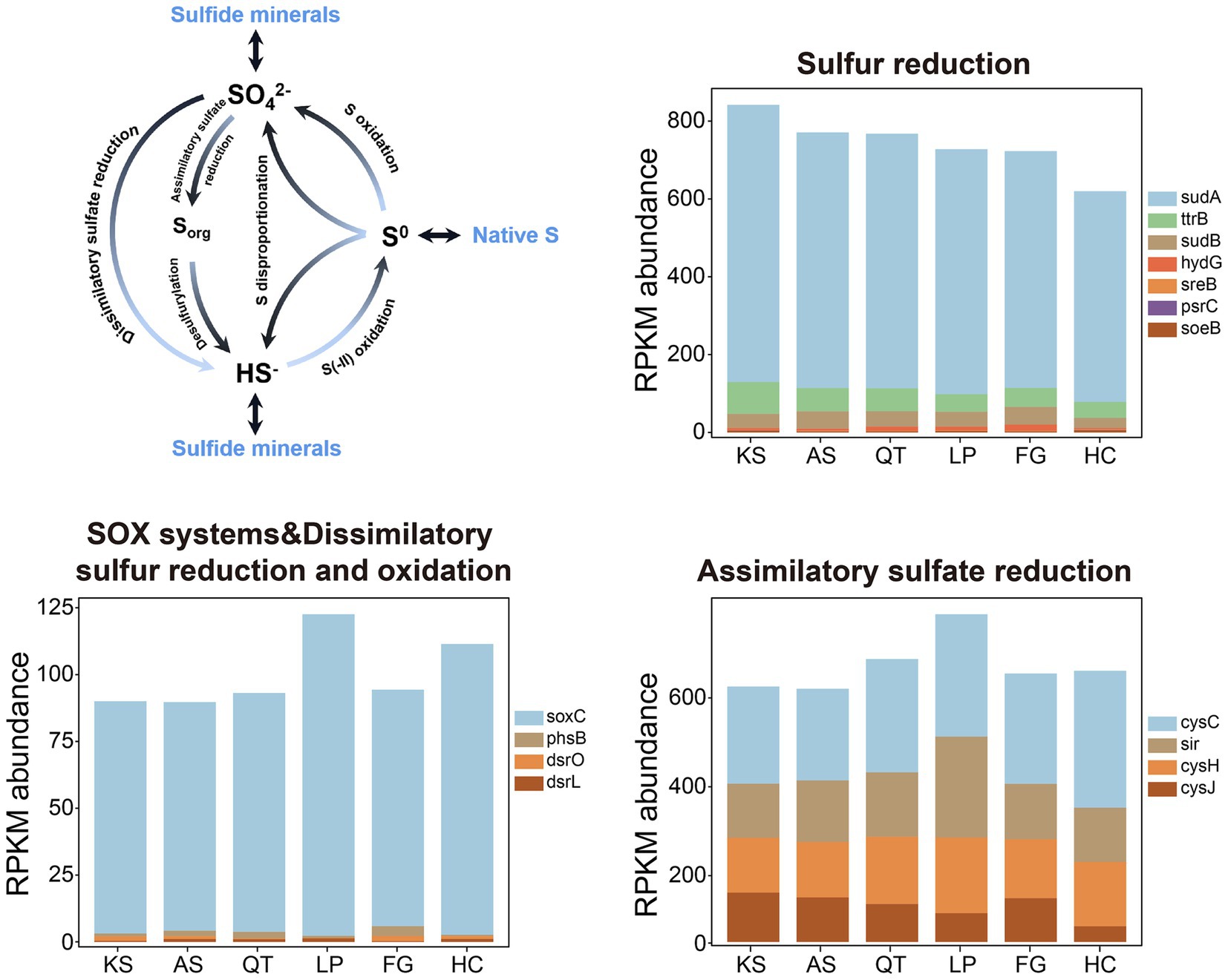 Diagram and three bar charts depicting sulfur cycle processes. The diagram illustrates sulfur transformation pathways, including sulfate reduction and sulfide mineral formation. The top right chart shows RPKM abundance for sulfur reduction genes, with a high abundance of sudA. The bottom left chart displays SOX systems and dissimilatory sulfur reduction and oxidation, predominantly soxC. The bottom right chart illustrates assimilatory sulfate reduction, with cysC showing the most abundance. Each chart includes six sample labels: KS, AS, QT, LP, FG, and HC.