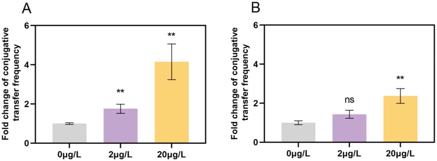 Bar charts comparing the fold change of conjugative transfer frequency at different concentrations. Chart A shows significant increases at 2 micrograms per liter and 20 micrograms per liter, with 20 micrograms per liter being the highest. Chart B shows no significant difference at 2 micrograms per liter, but a significant increase at 20 micrograms per liter. Error bars represent variability.