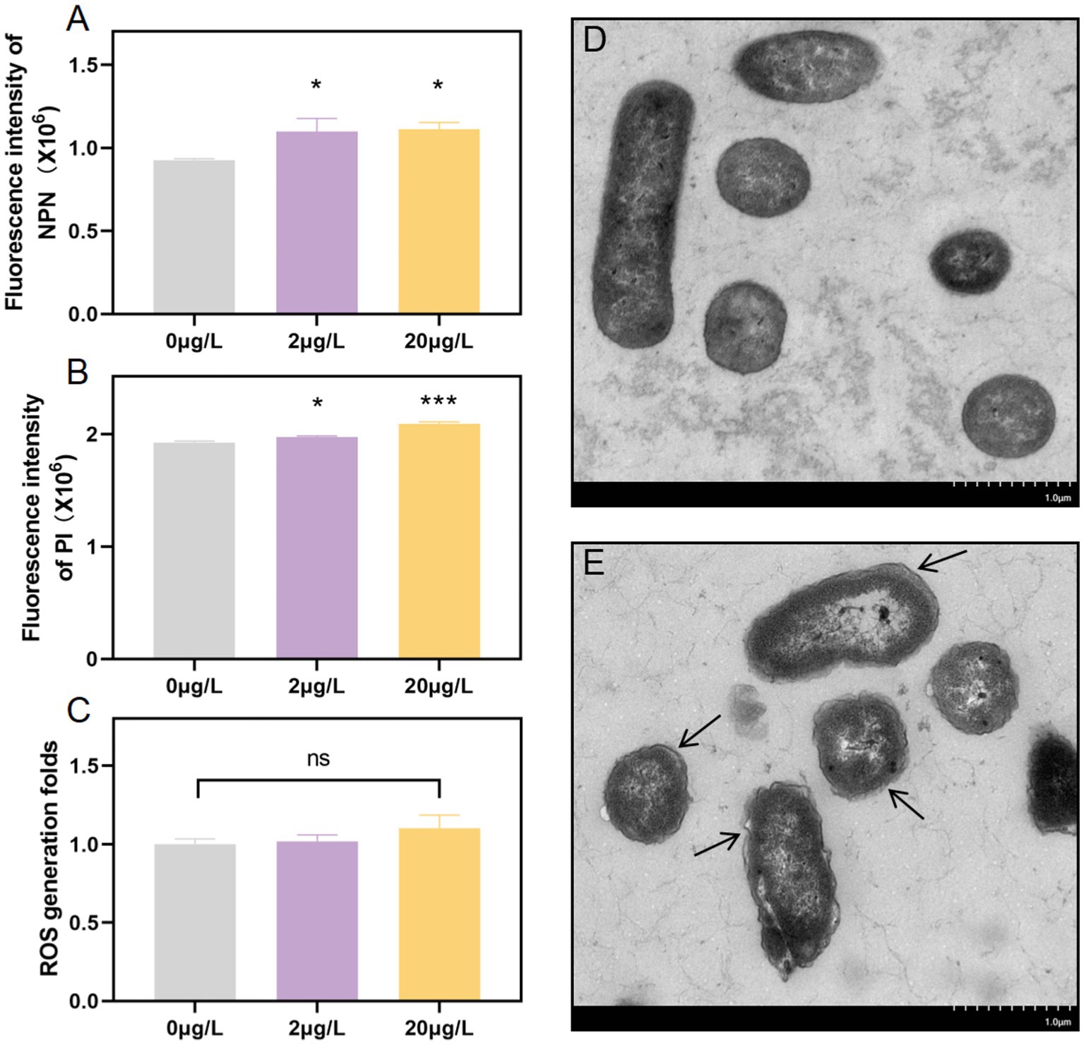 Graphs show the fluorescence intensity of NPN and PI, and ROS generation at different concentrations of a substance (0, 2, and 20 micrograms per liter). Significant increases in fluorescence intensity are marked at higher concentrations. Photomicrographs D and E depict bacterial cells with structural changes; arrows in E indicate areas of interest at 1 micrometer scale.